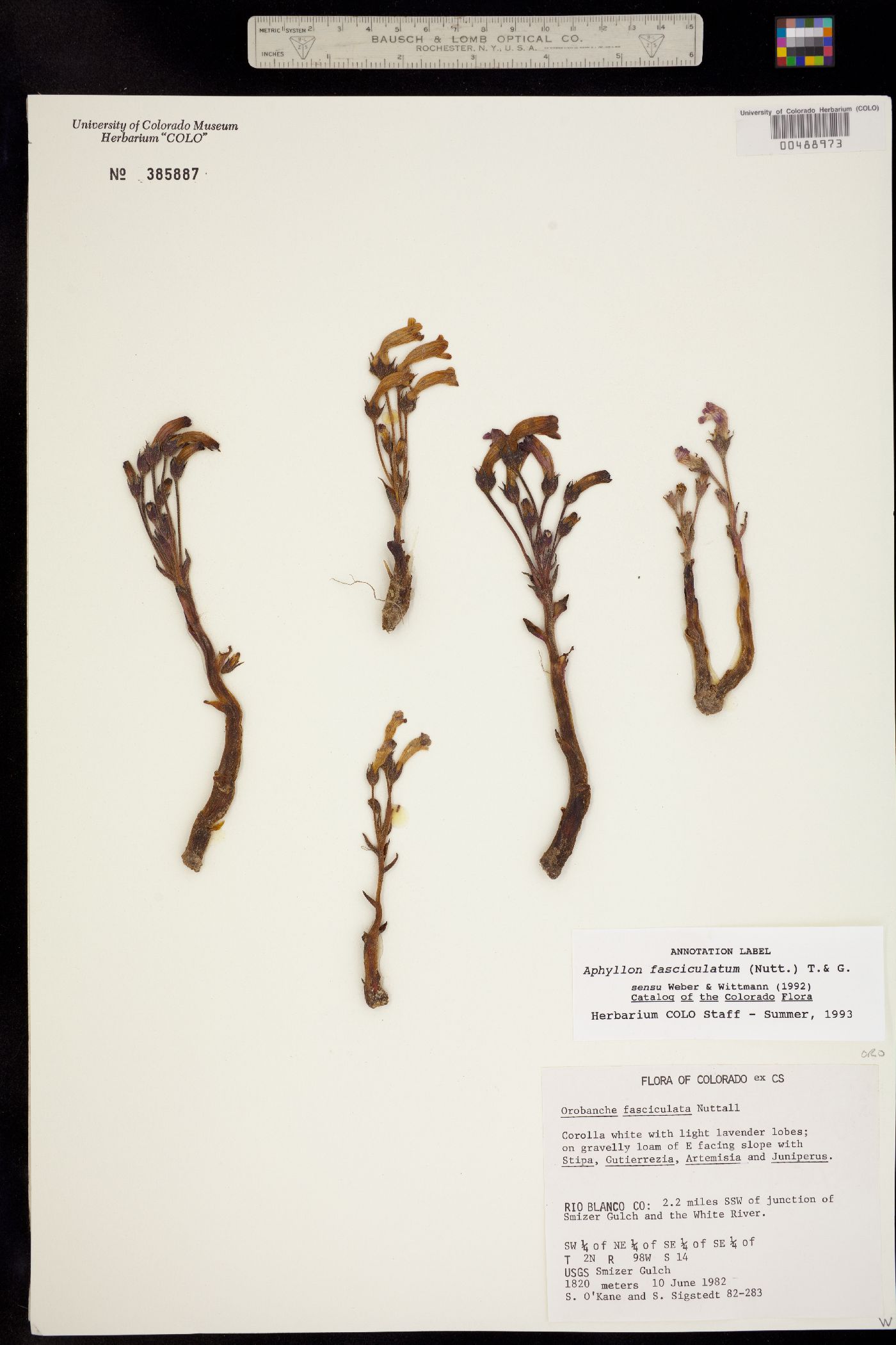 Orobanche fasciculata image