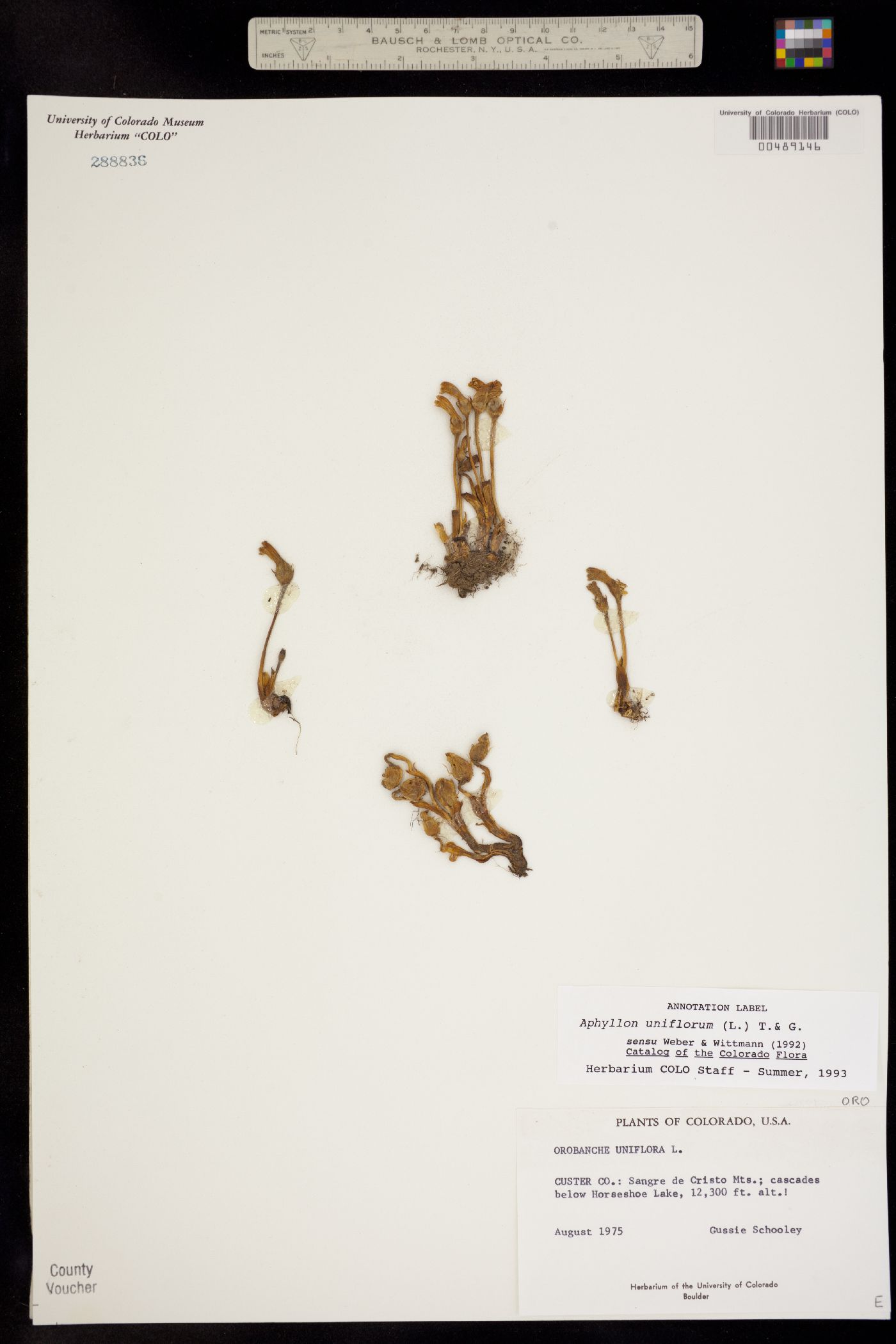 Orobanche uniflora image