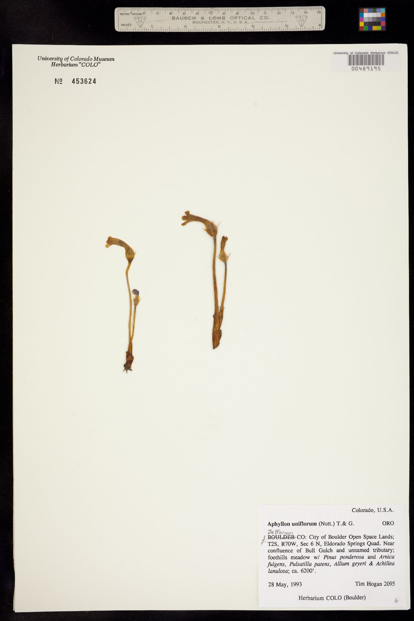 Orobanche uniflora image