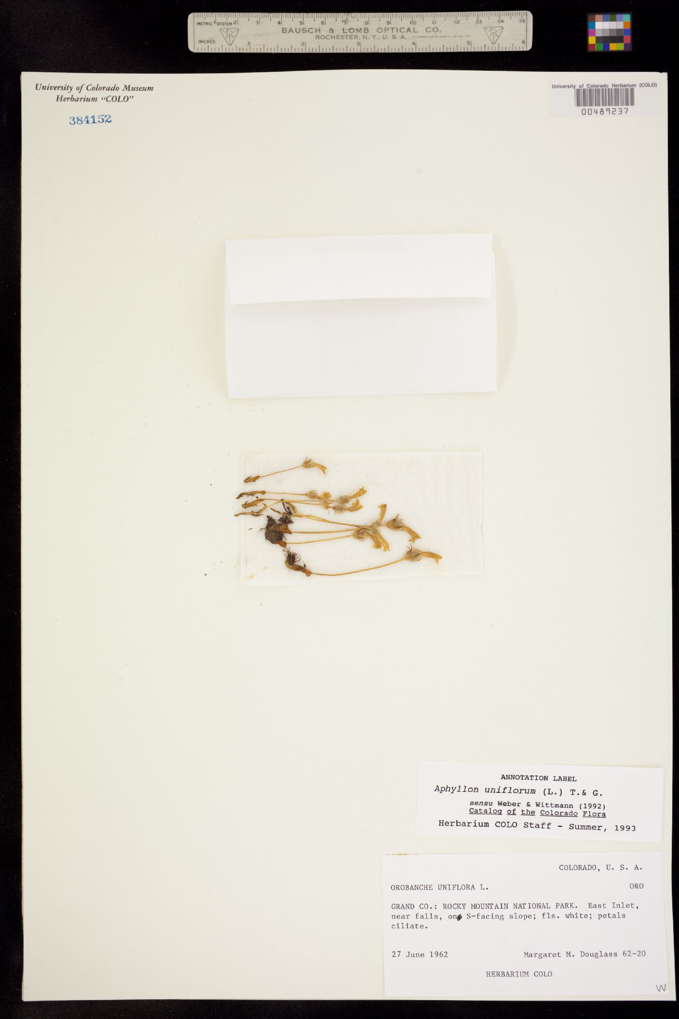 Orobanche image