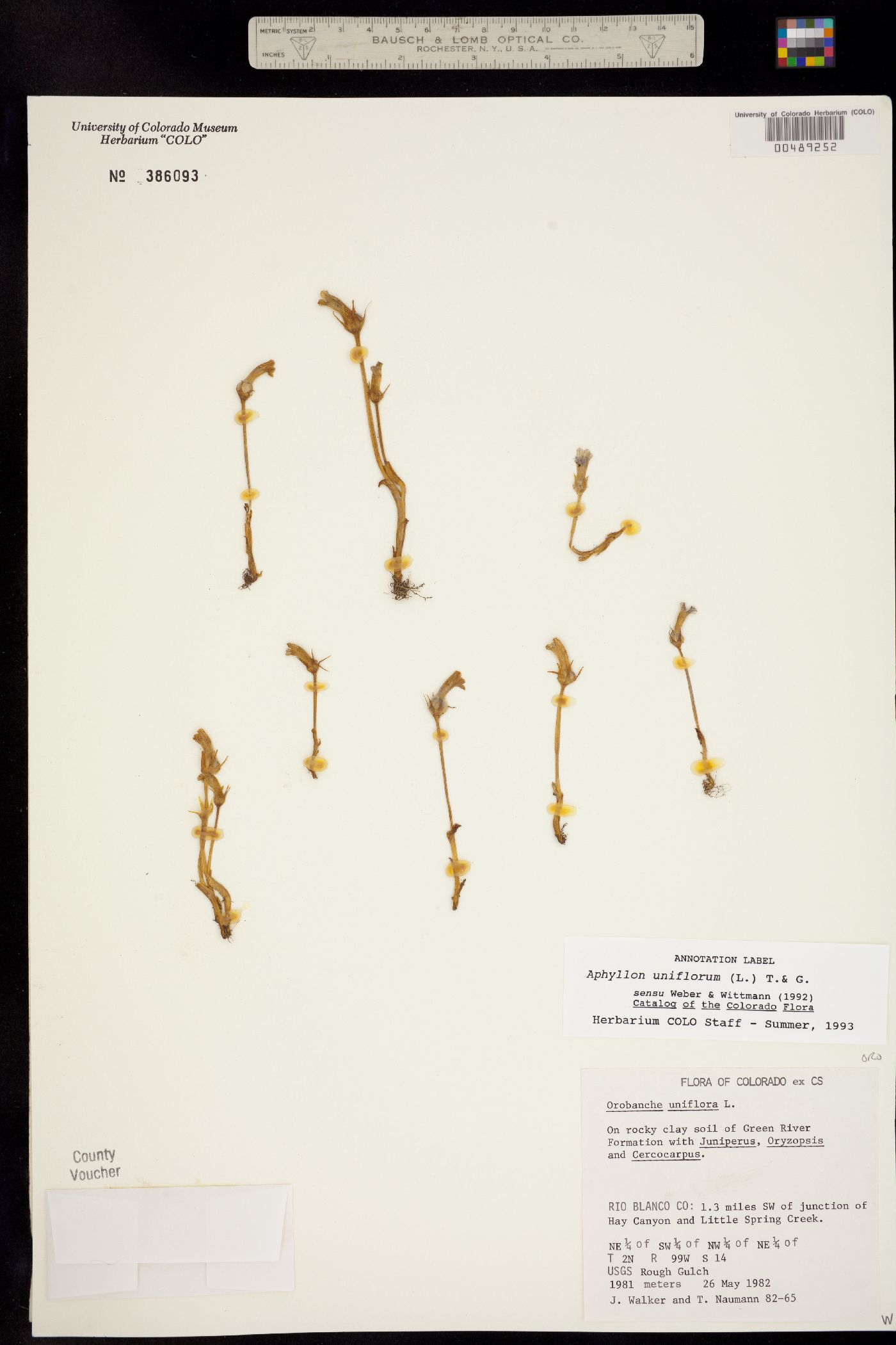 Orobanche uniflora image