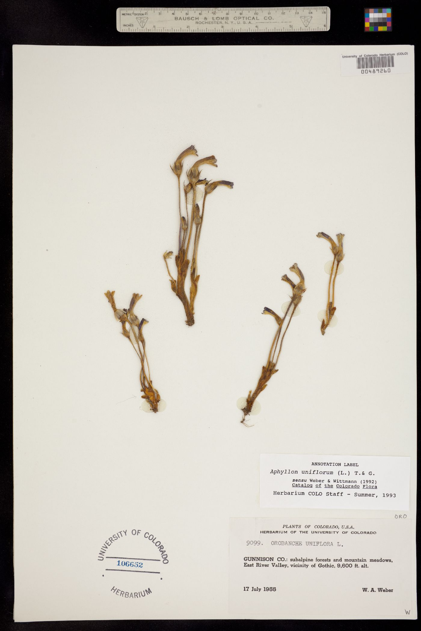 Orobanchaceae image