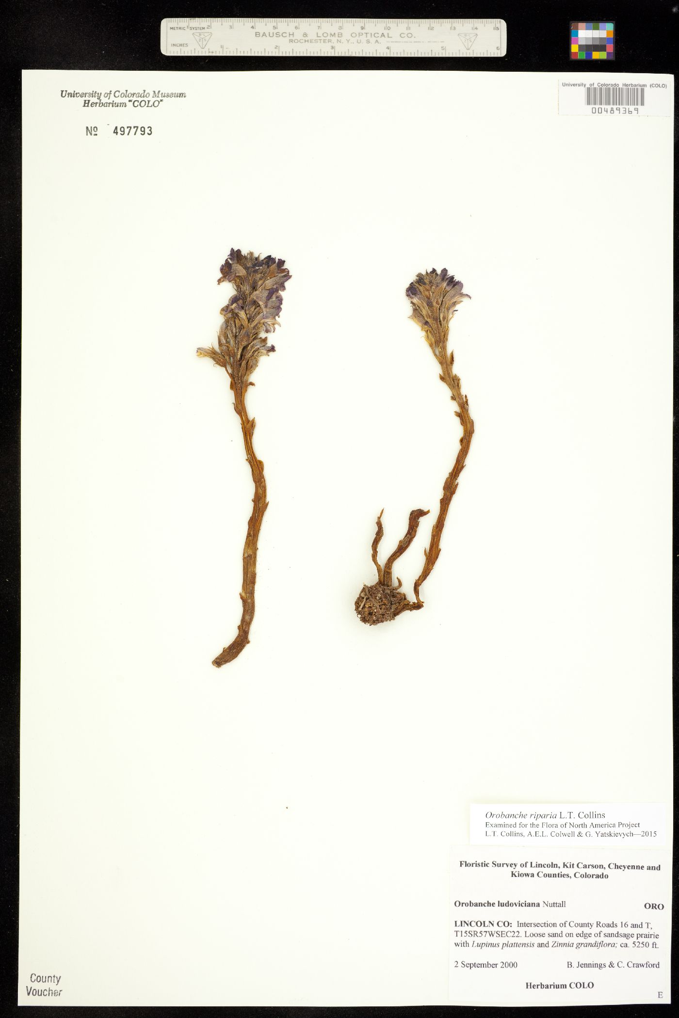 Orobanche riparia image