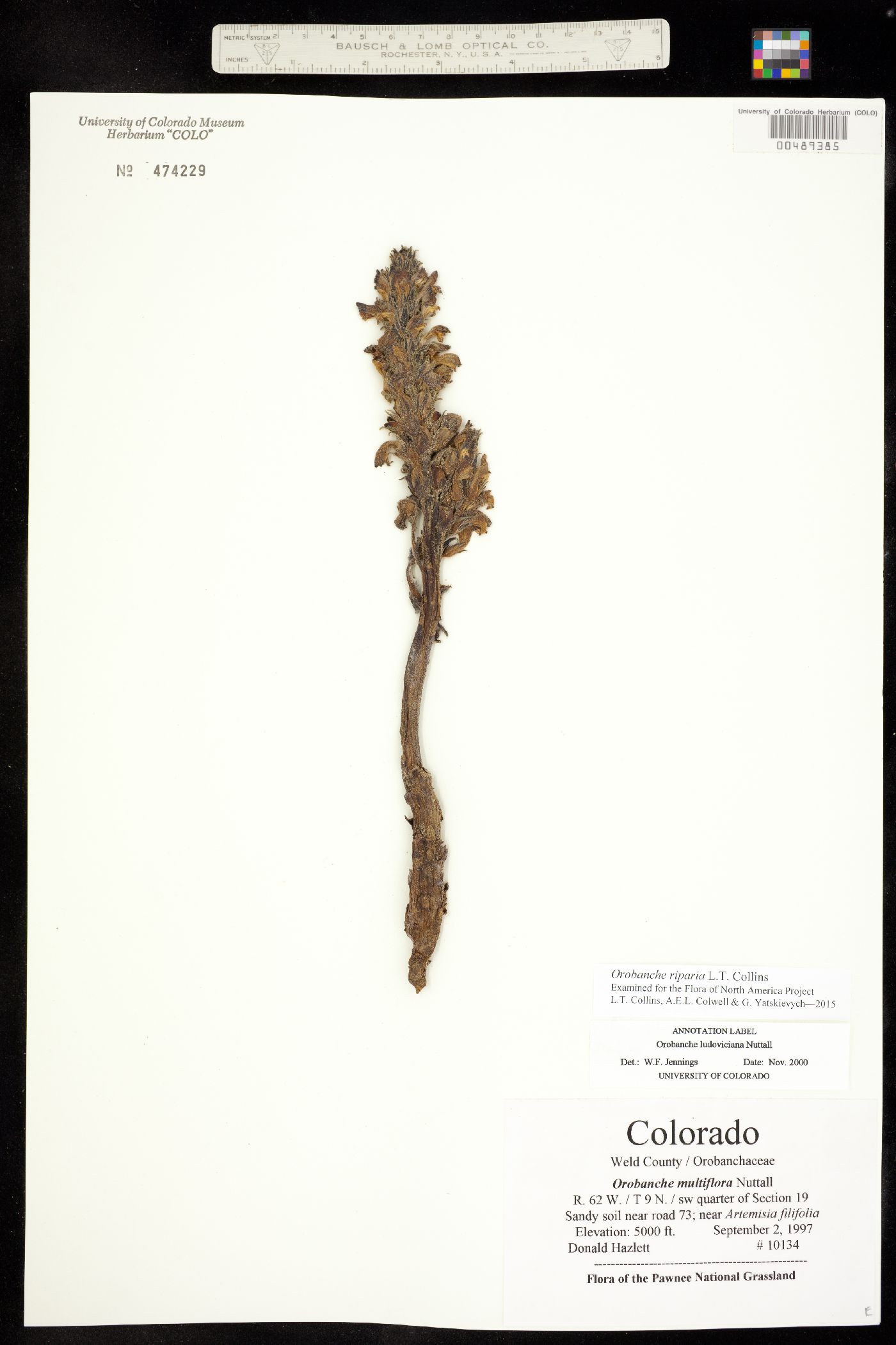 Orobanche riparia image