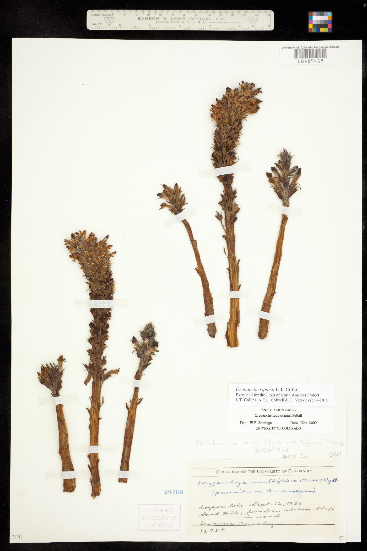 Orobanche riparia image