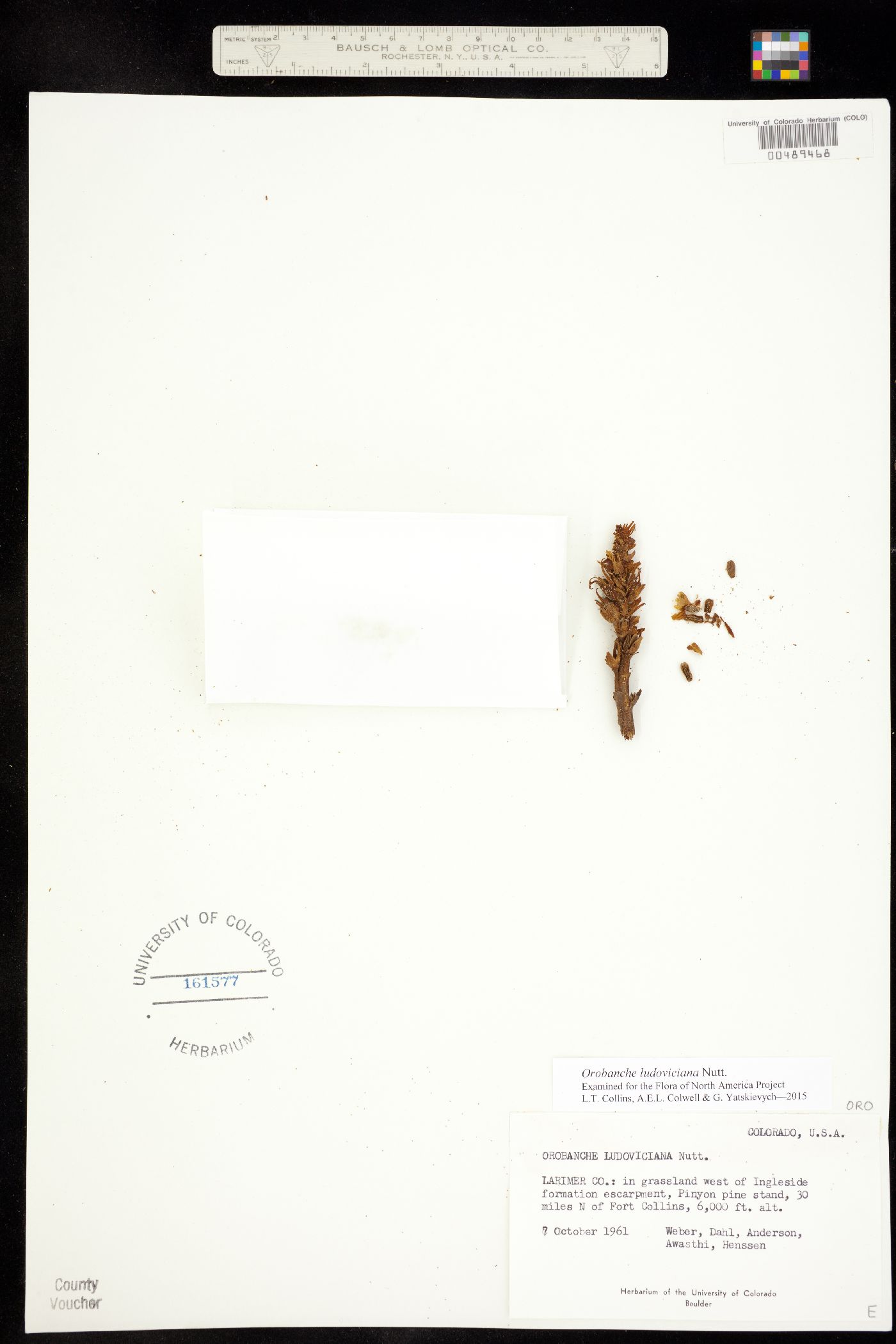 Orobanche ludoviciana image