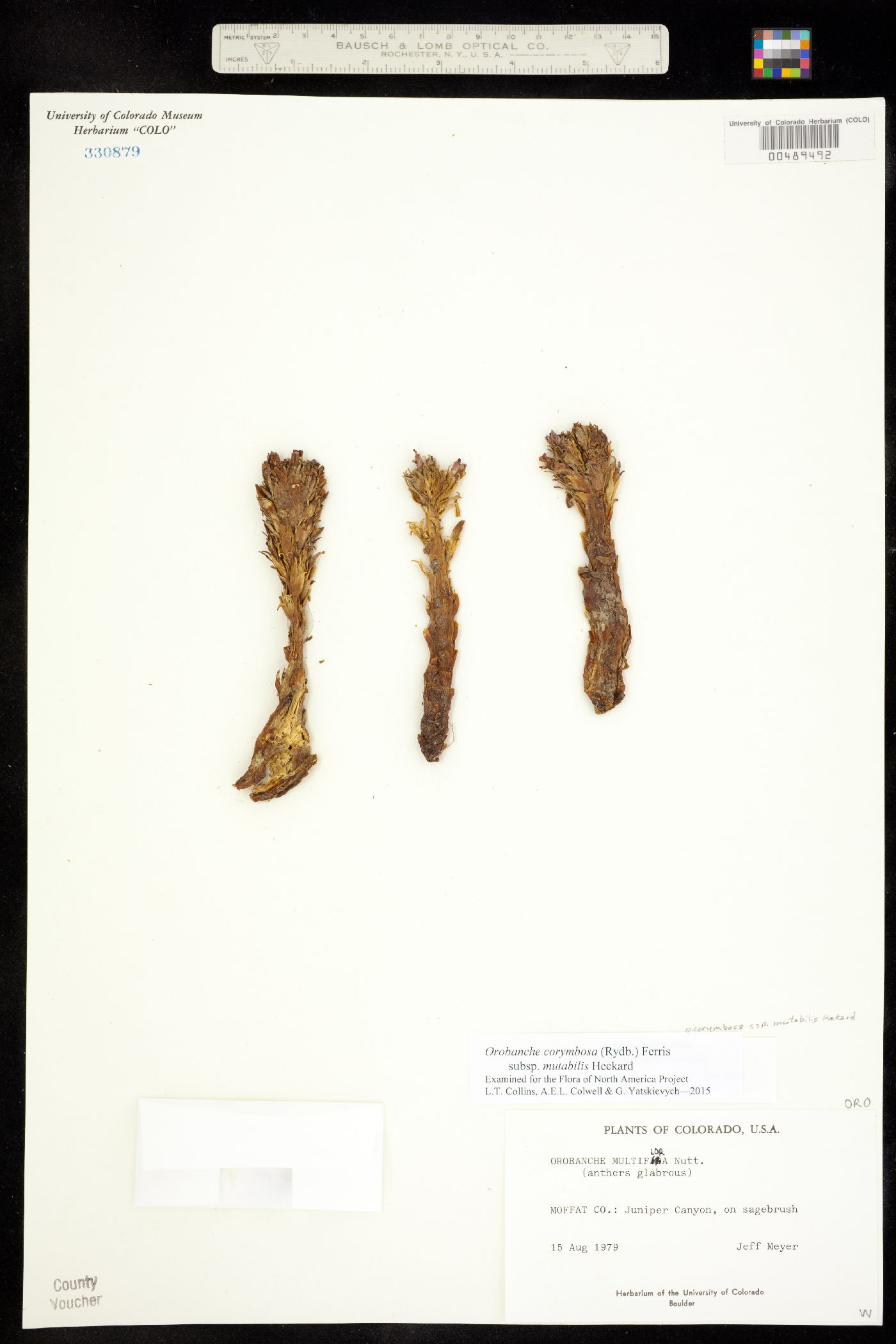 Orobanche image