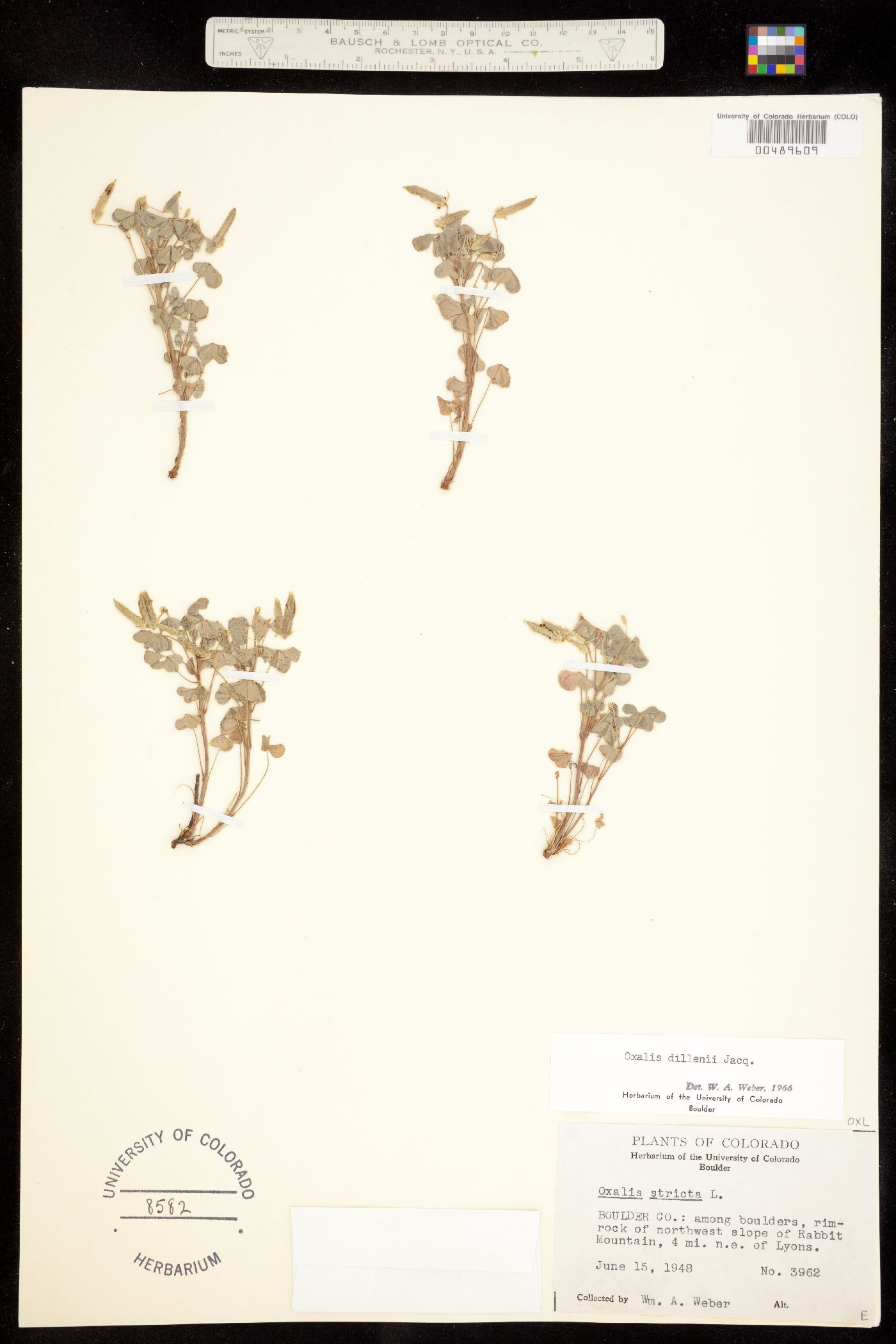 Oxalis dillenii image