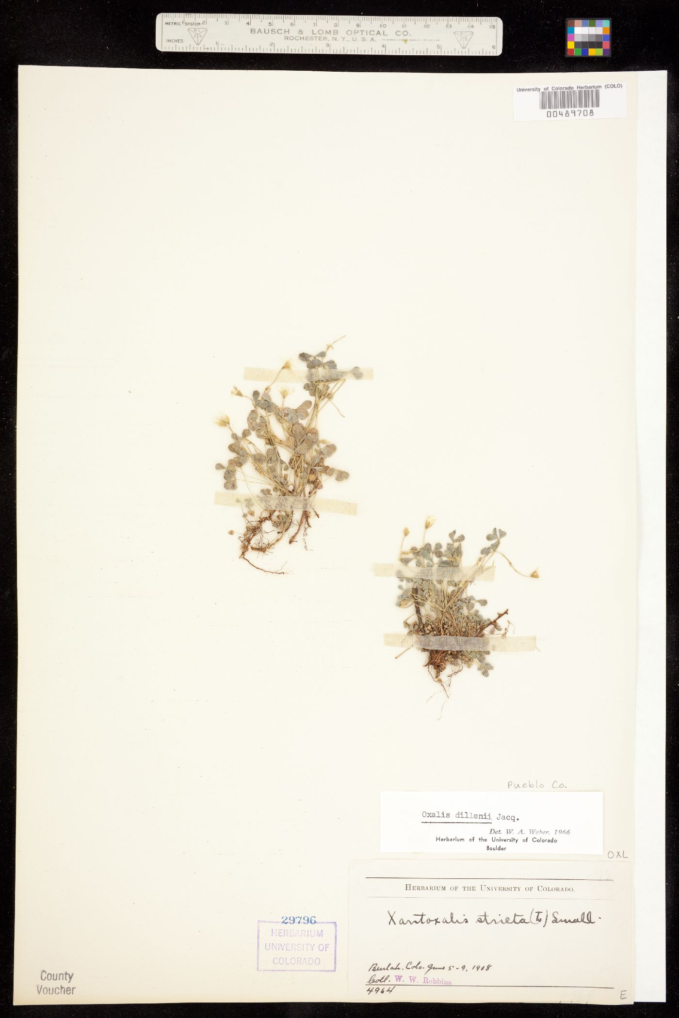 Oxalis dillenii image