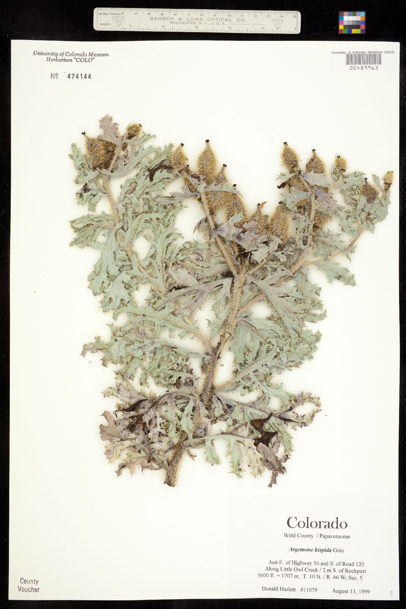 Argemone hispida image