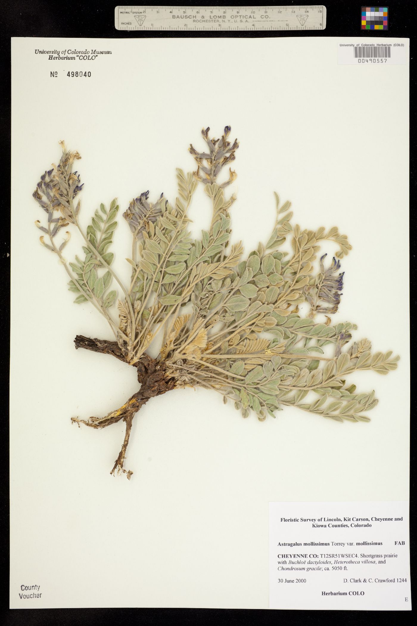 Astragalus mollissimus var. mollissimus image