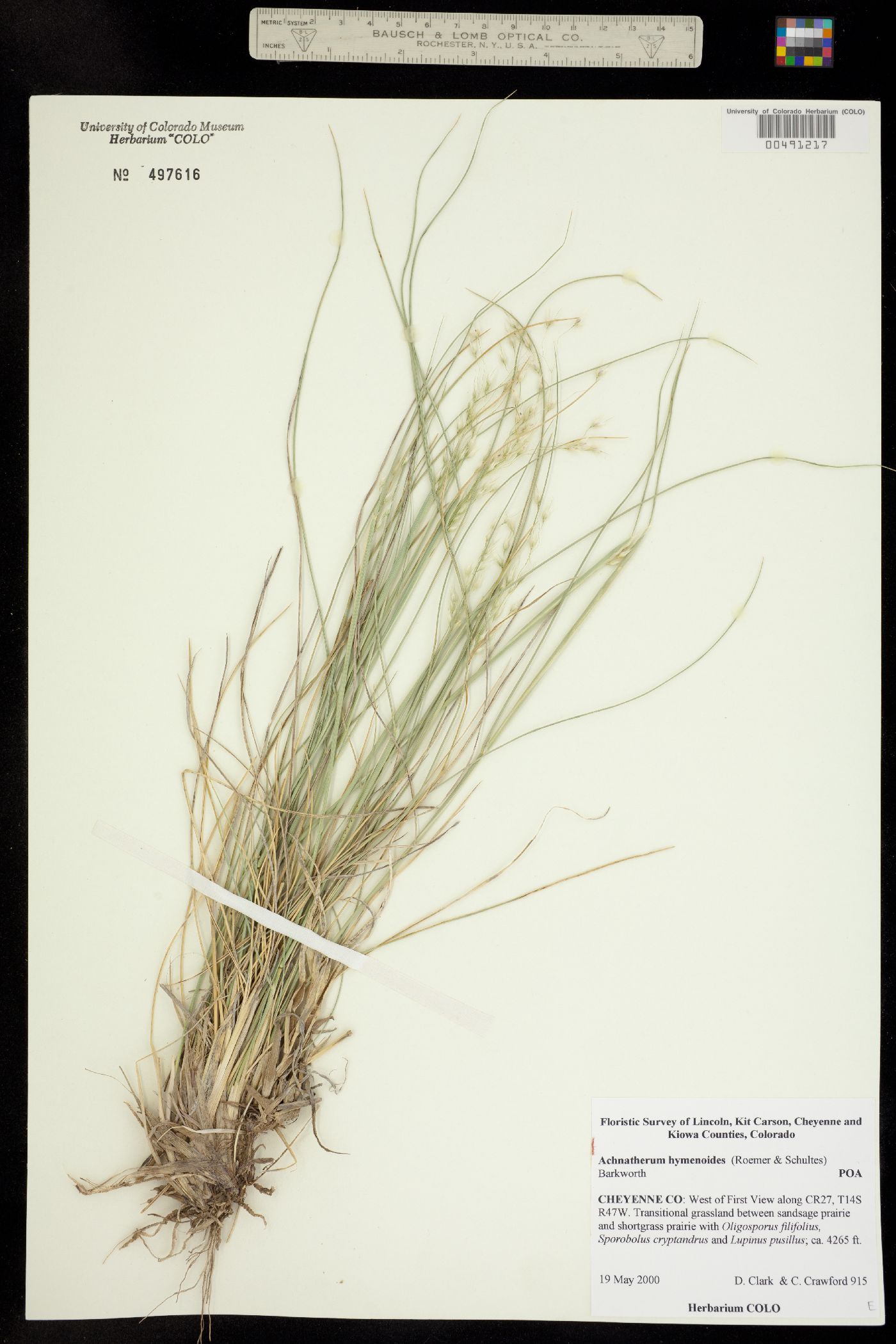 Achnatherum image