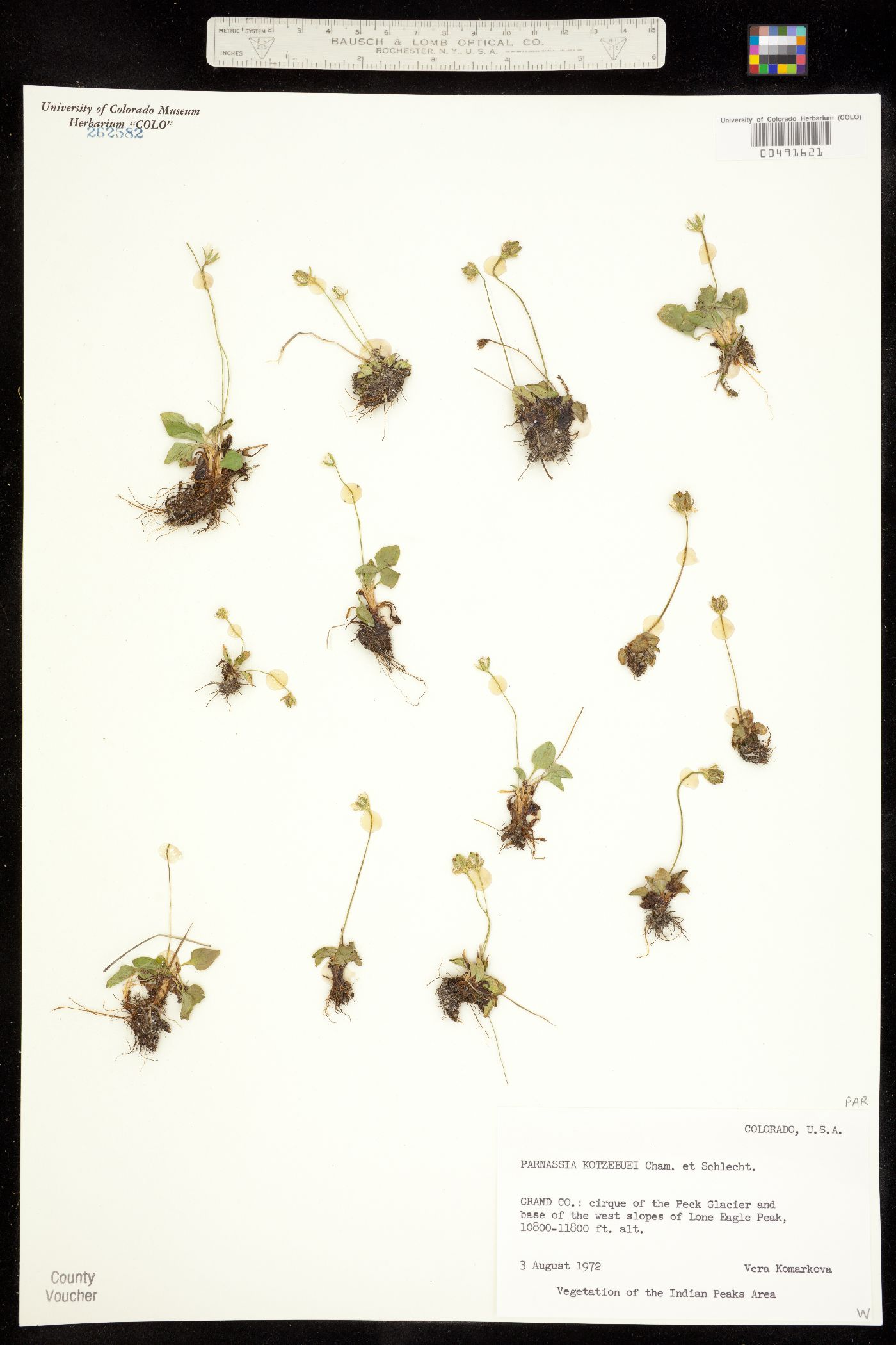 Parnassia kotzebuei image