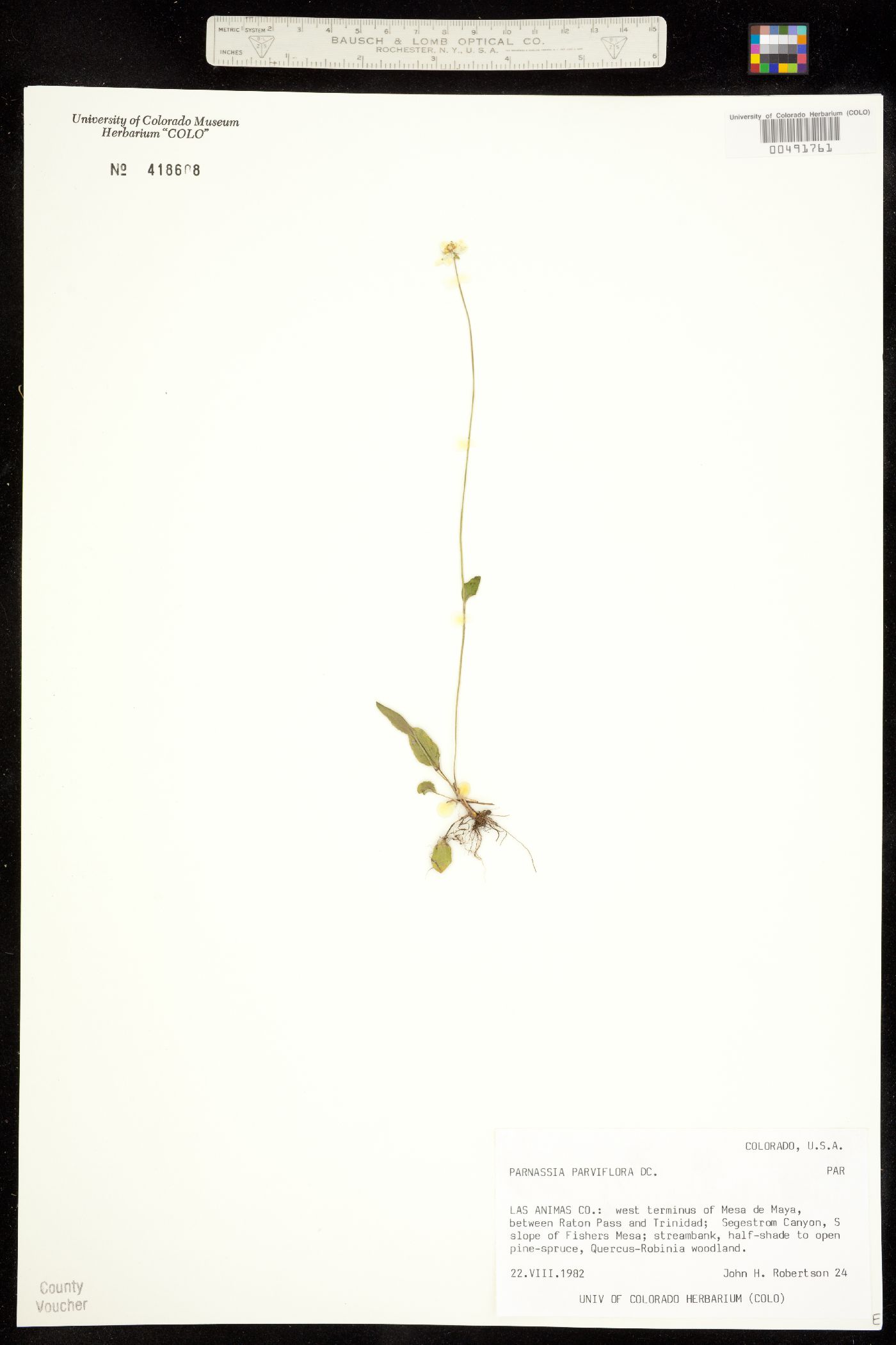 Parnassia parviflora image