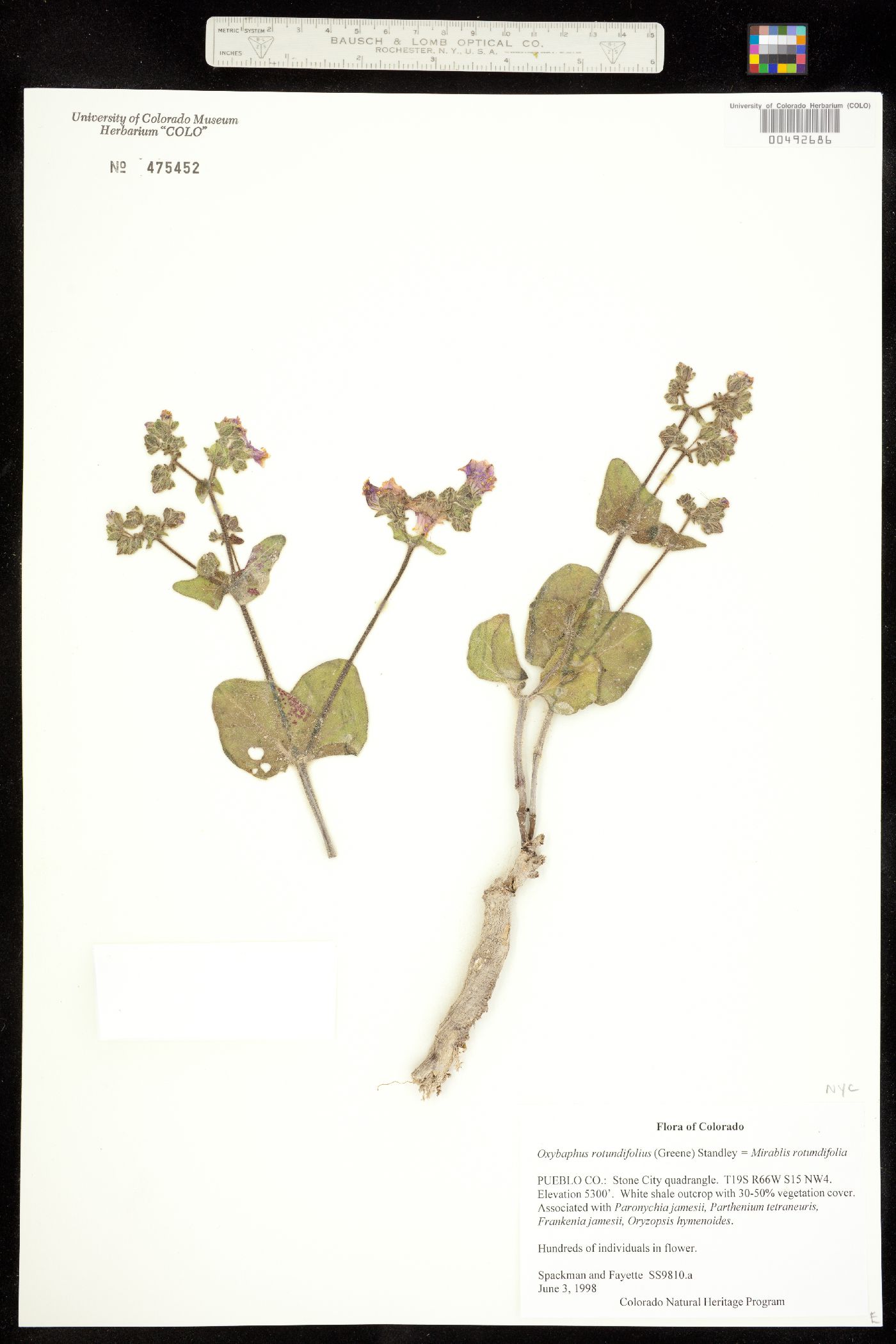 Mirabilis rotundifolia image