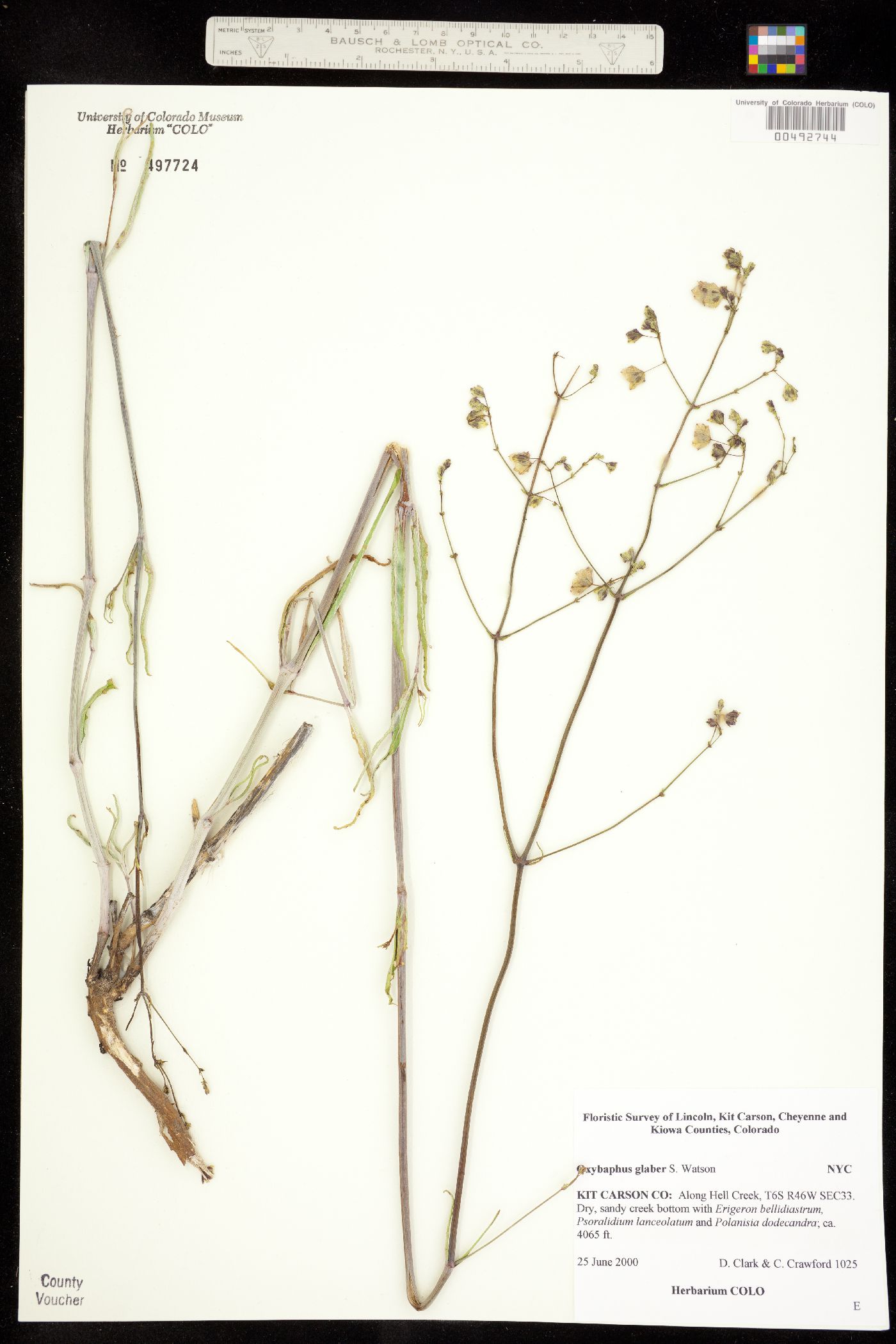 Mirabilis glabra image