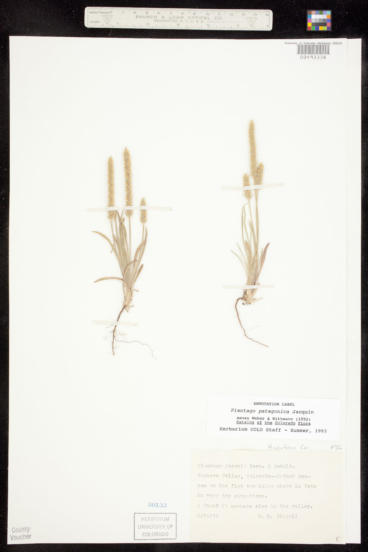 Plantaginaceae image