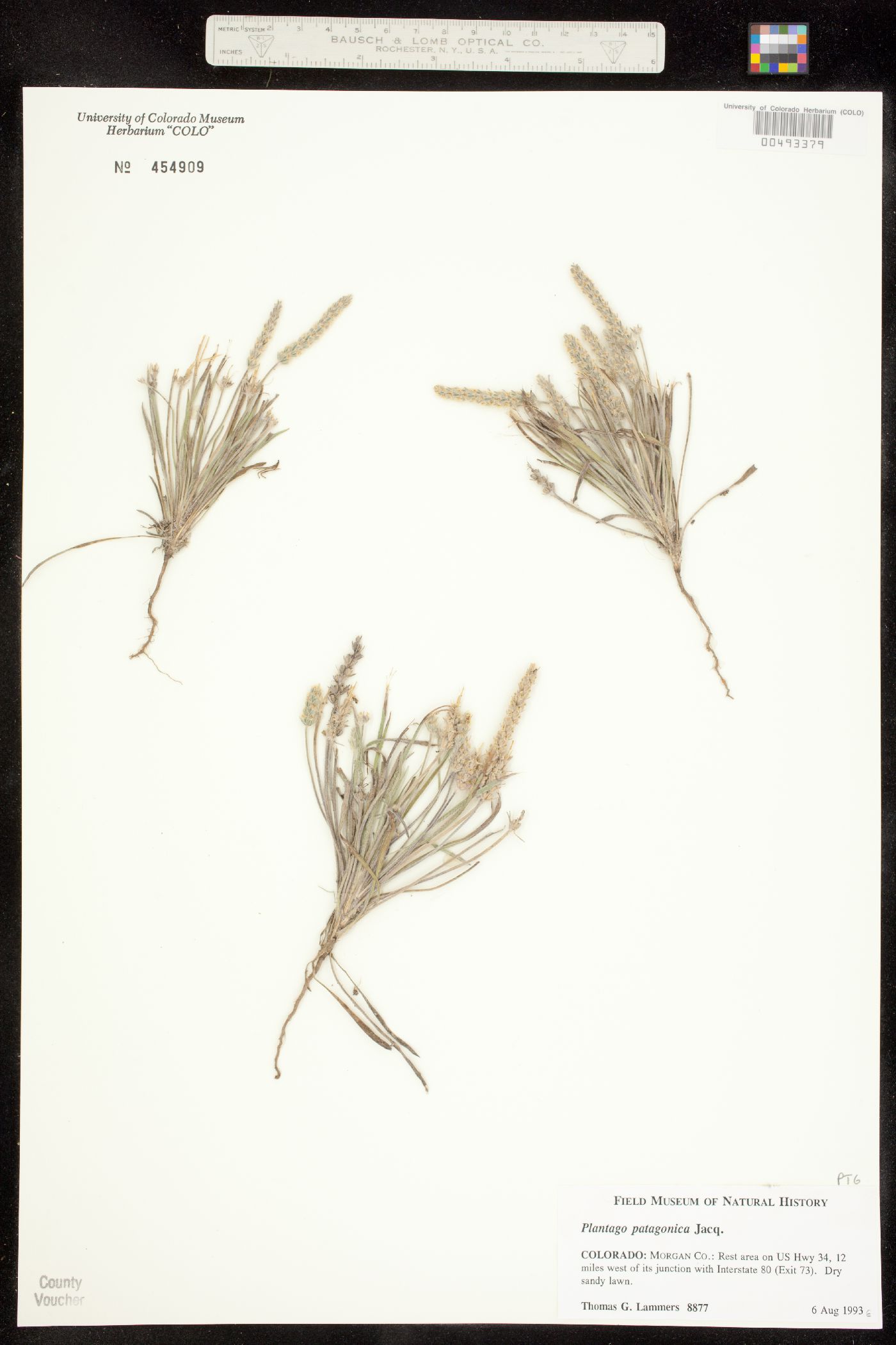 Plantago image