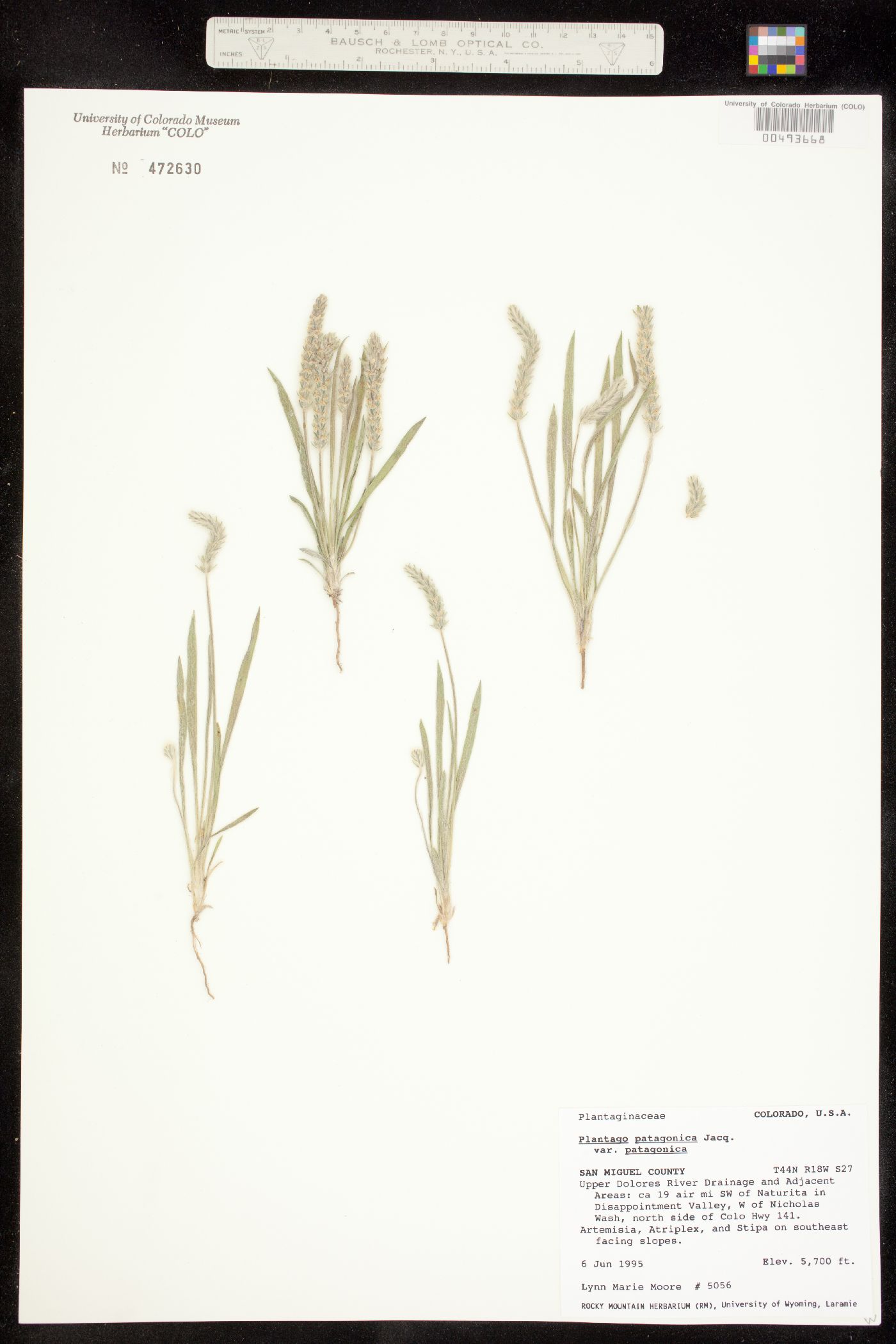 Plantago image