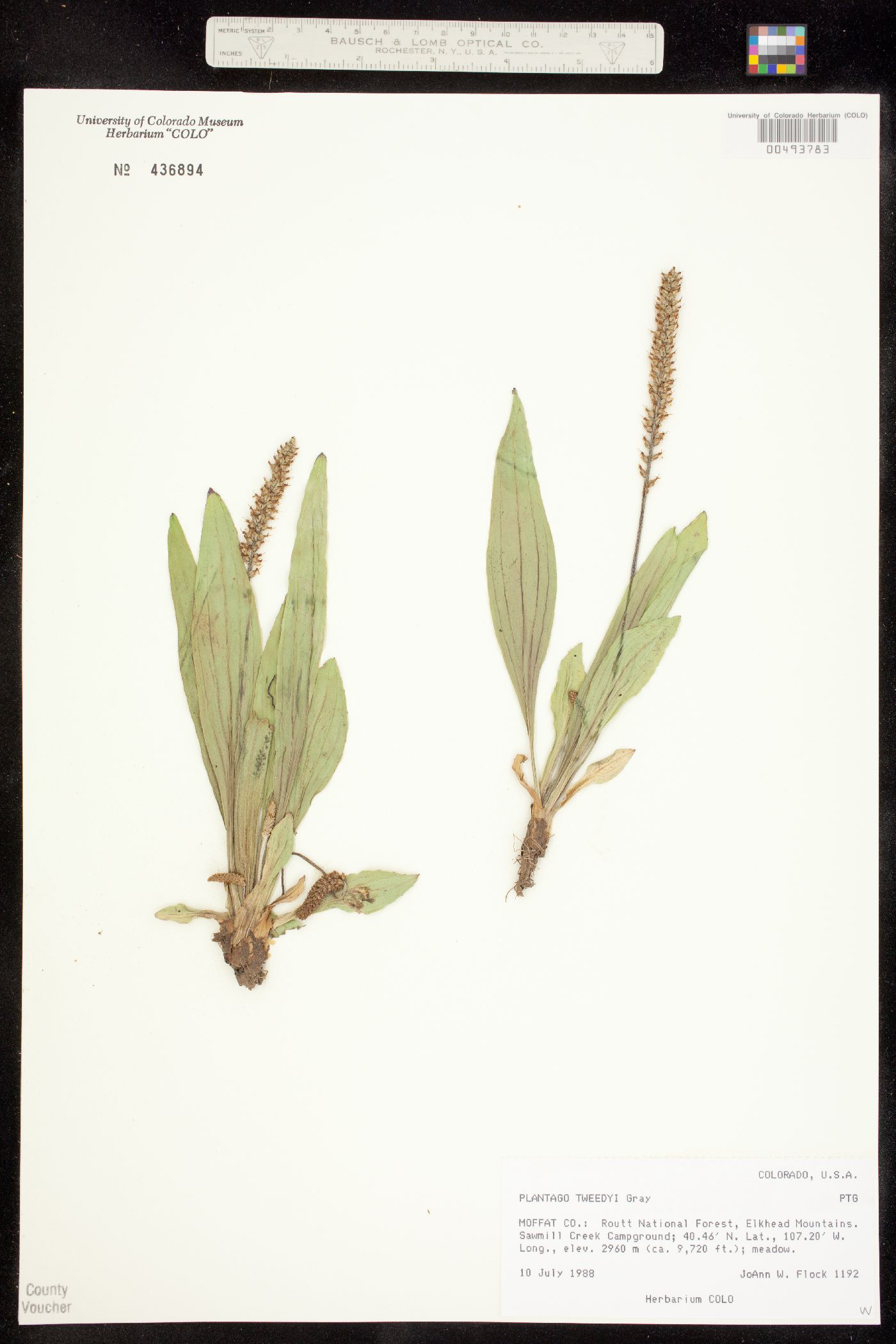 Plantago tweedyi image