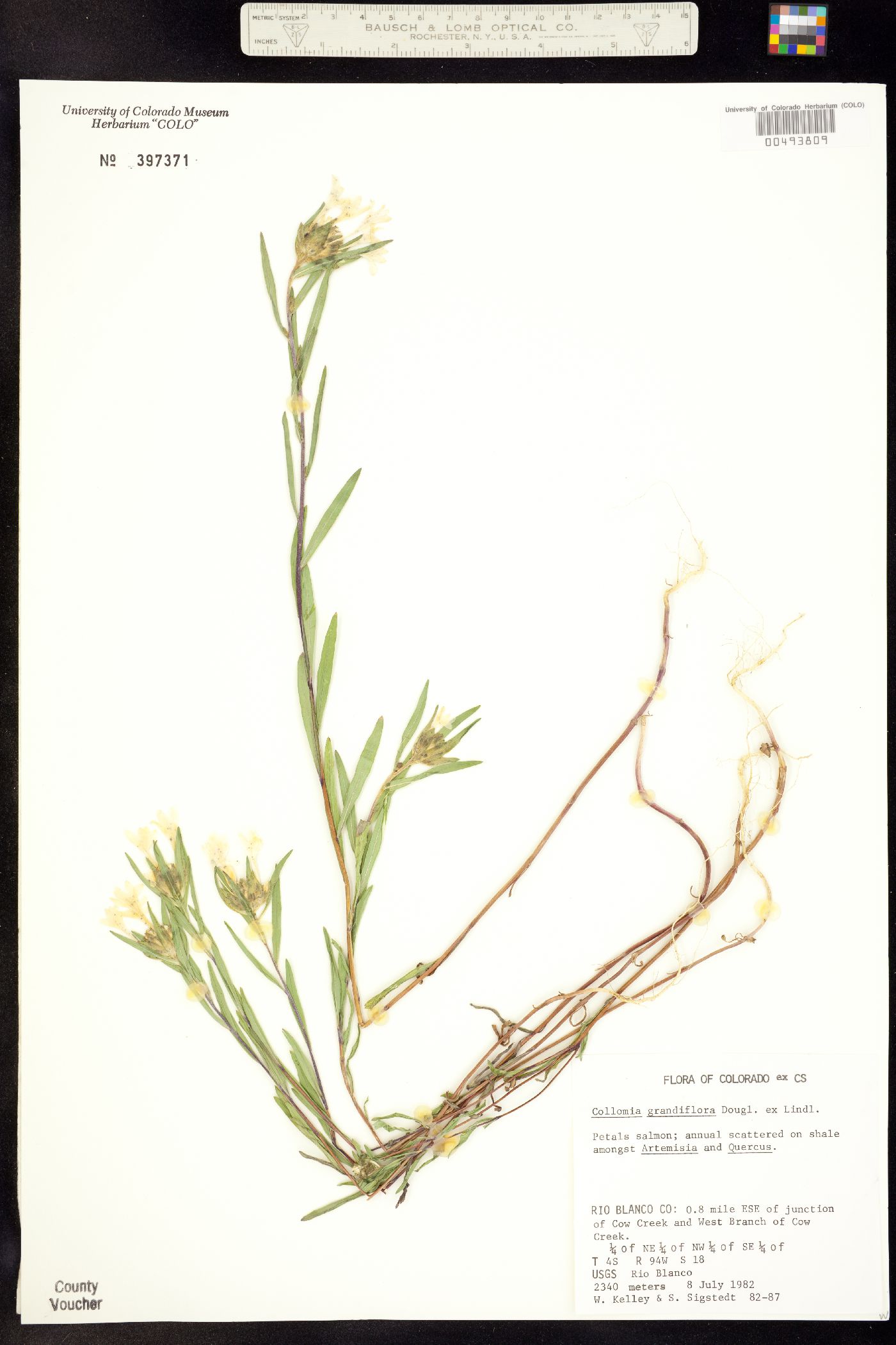 Collomia image