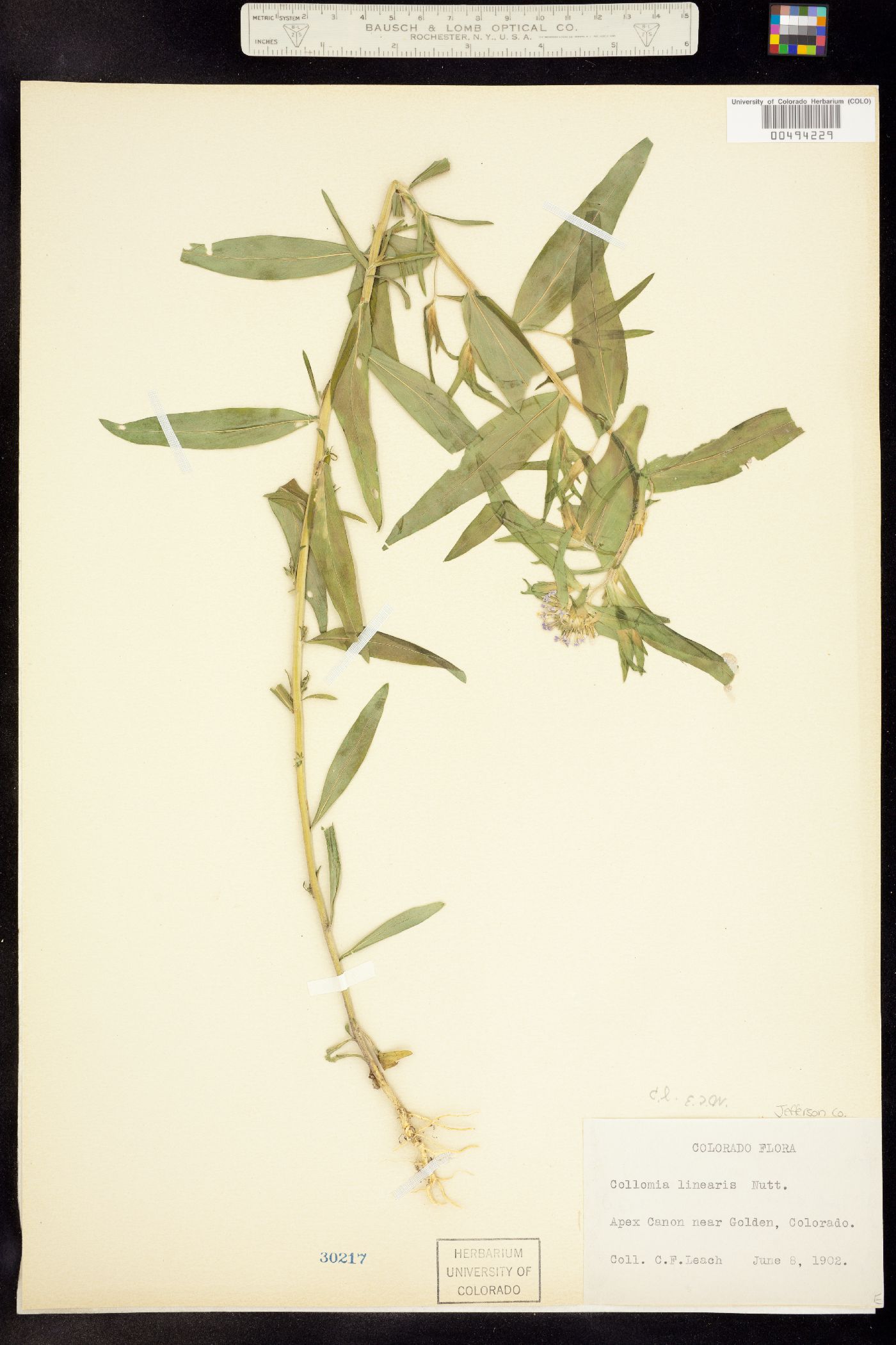 Collomia linearis image