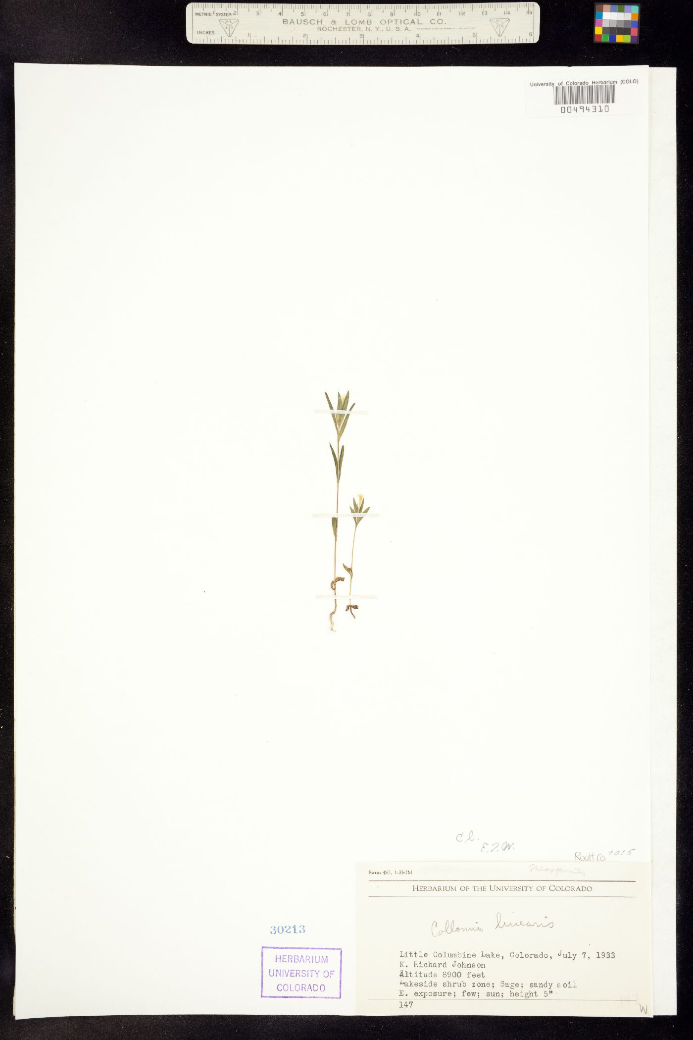 Collomia linearis image