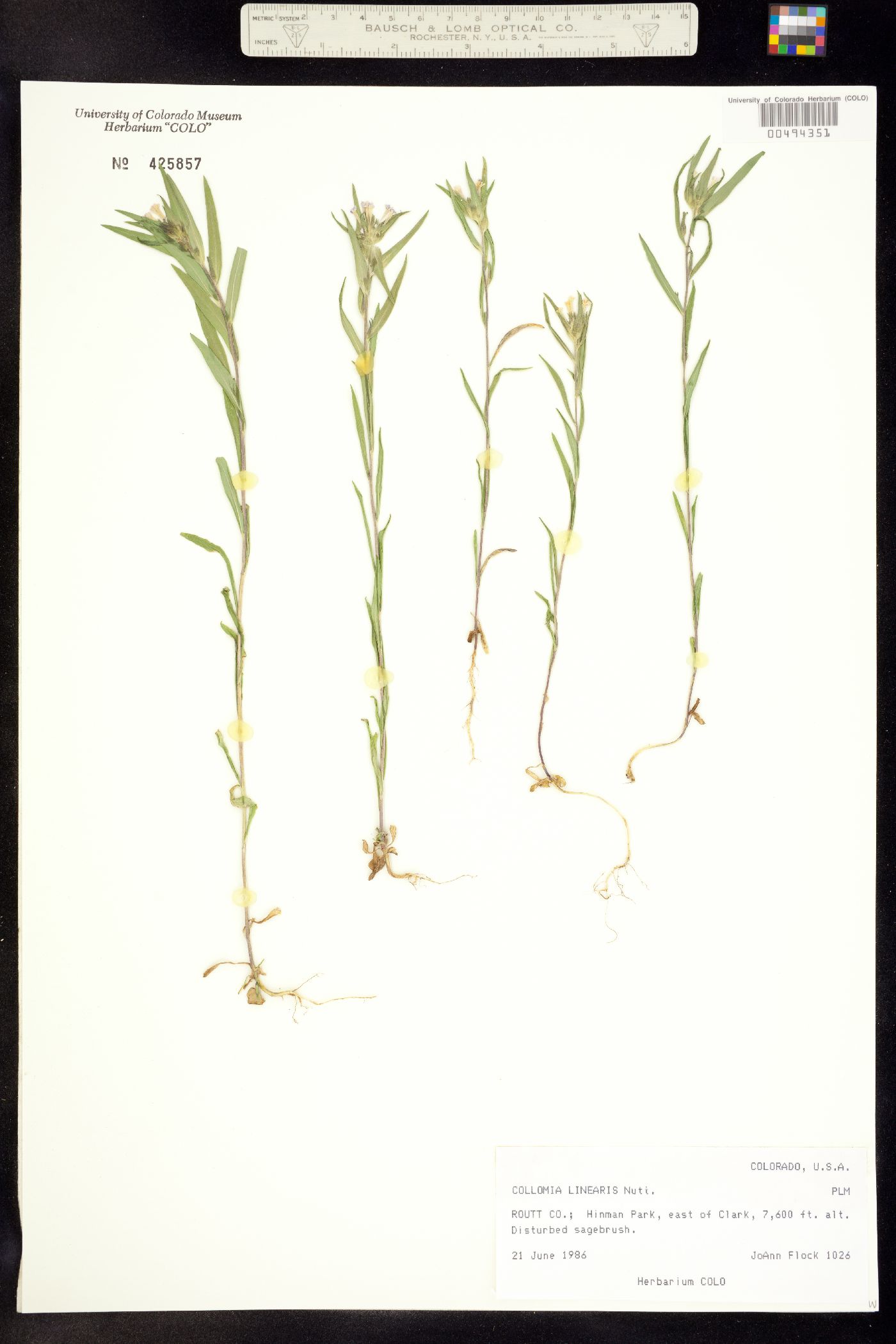 Collomia linearis image