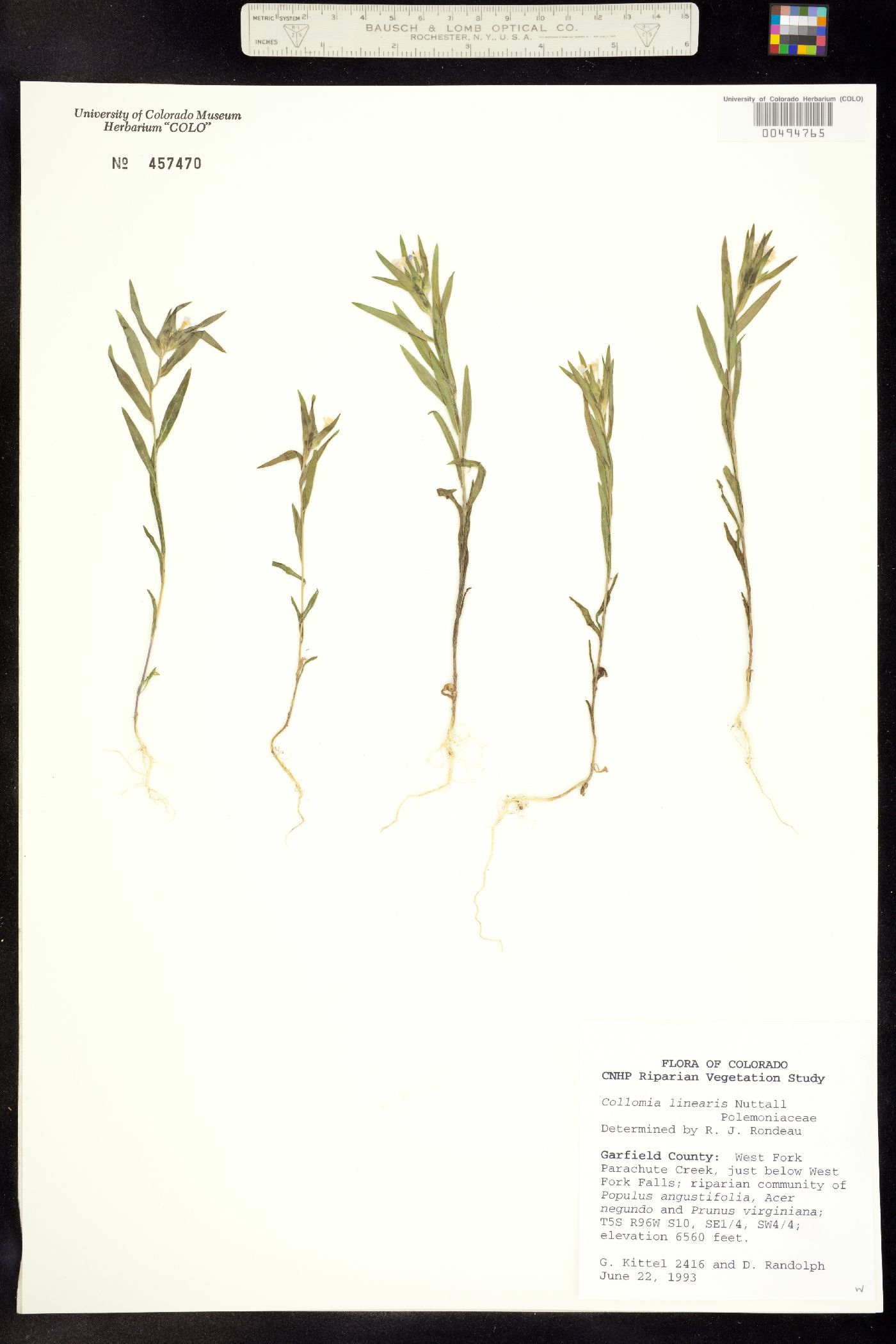 Collomia linearis image
