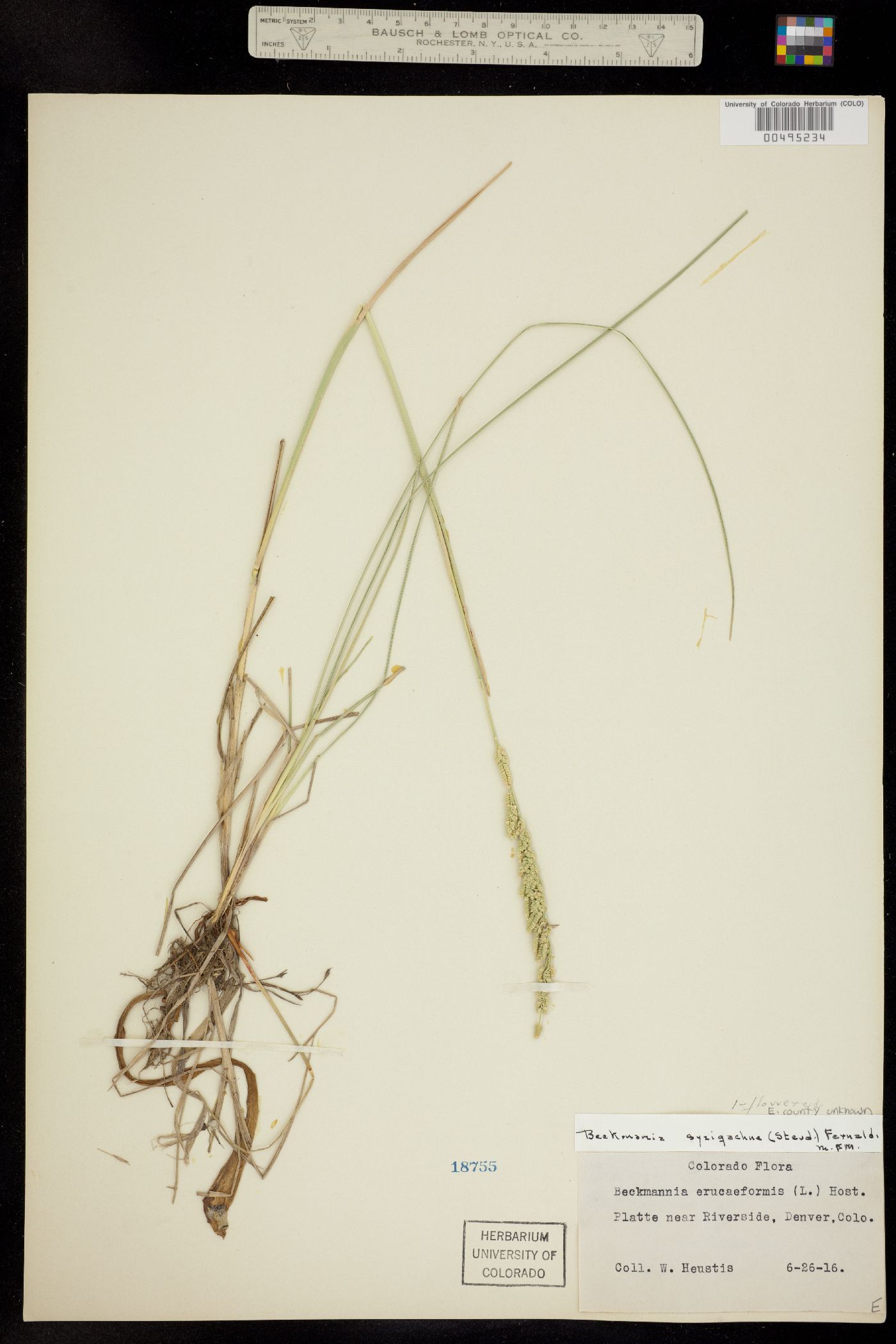 Beckmannia syzigachne image