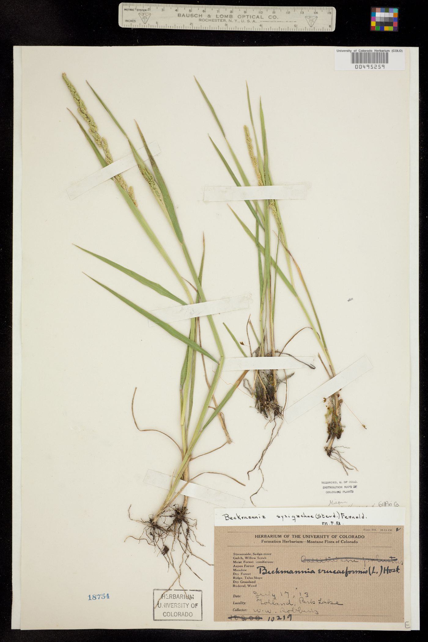 Beckmannia syzigachne ssp. syzigachne image