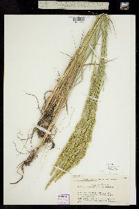 Beckmannia syzigachne ssp. syzigachne image