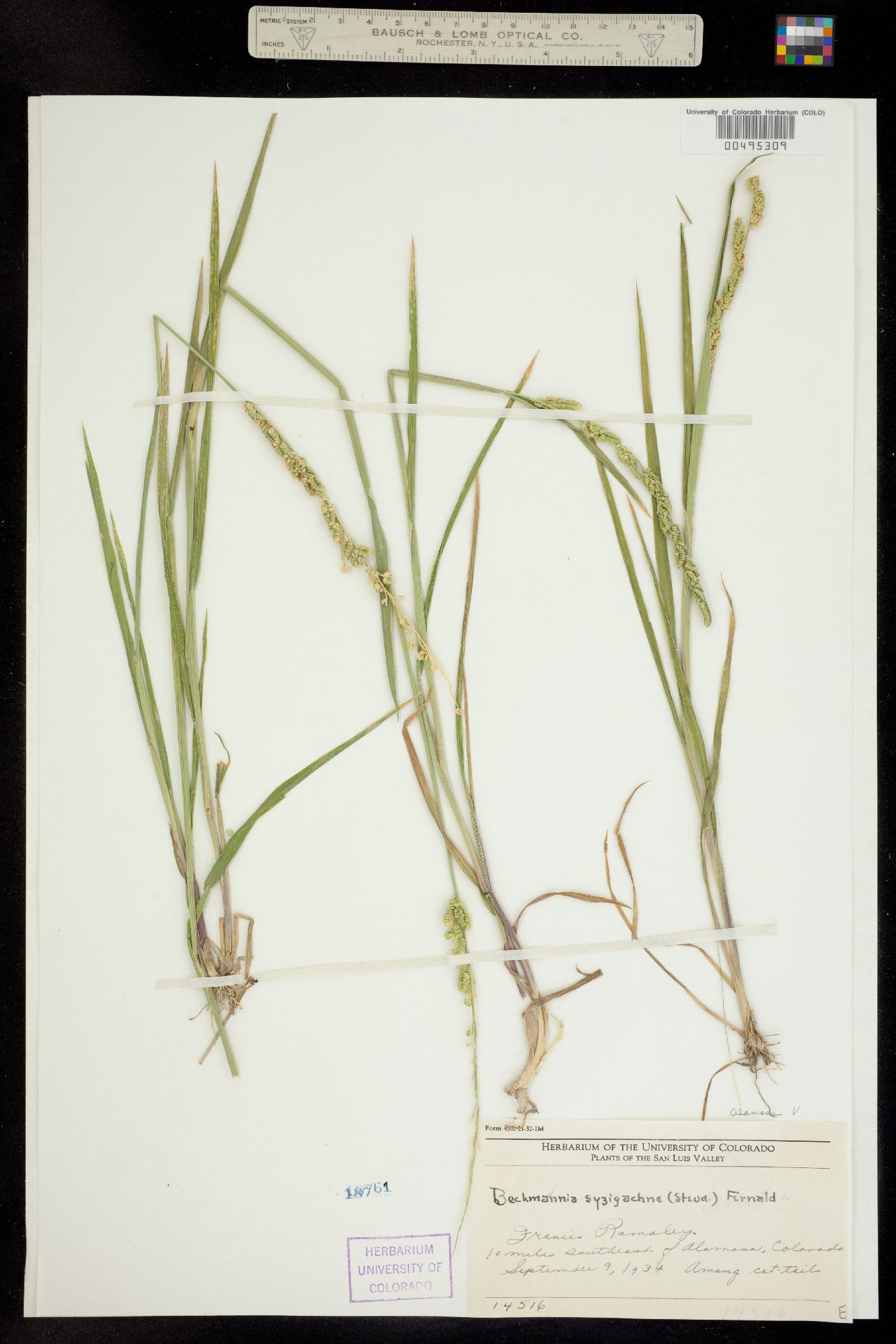 Beckmannia syzigachne ssp. syzigachne image