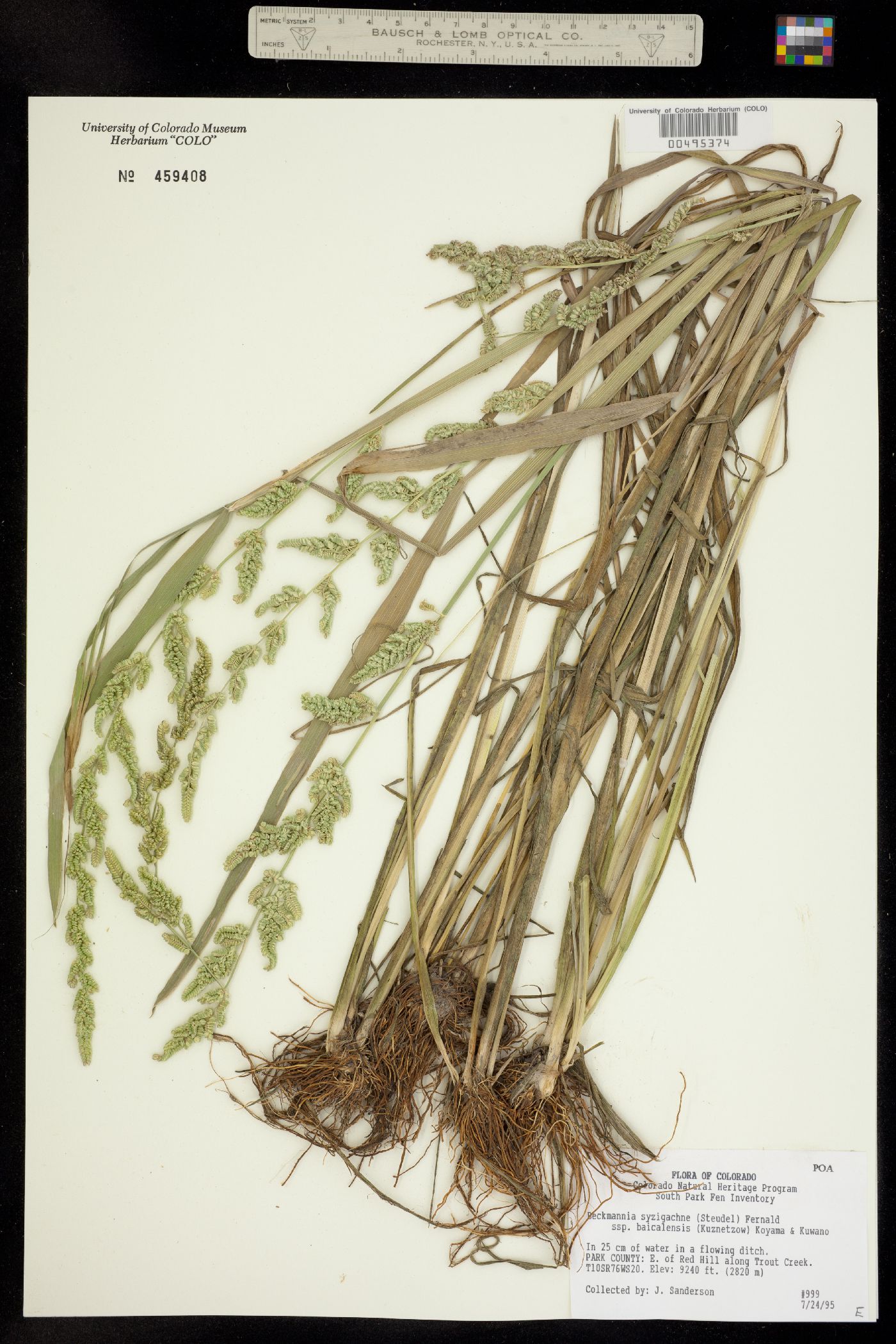 Beckmannia syzigachne image