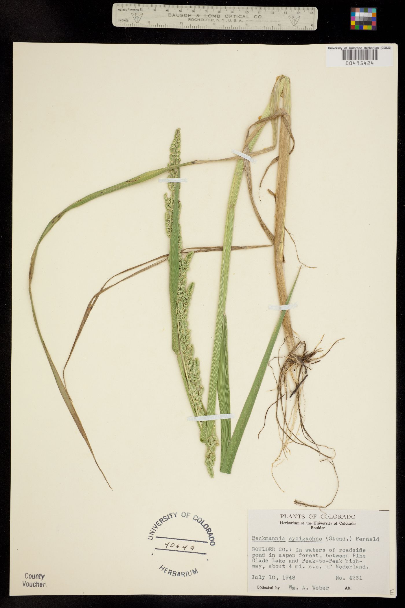 Beckmannia syzigachne image