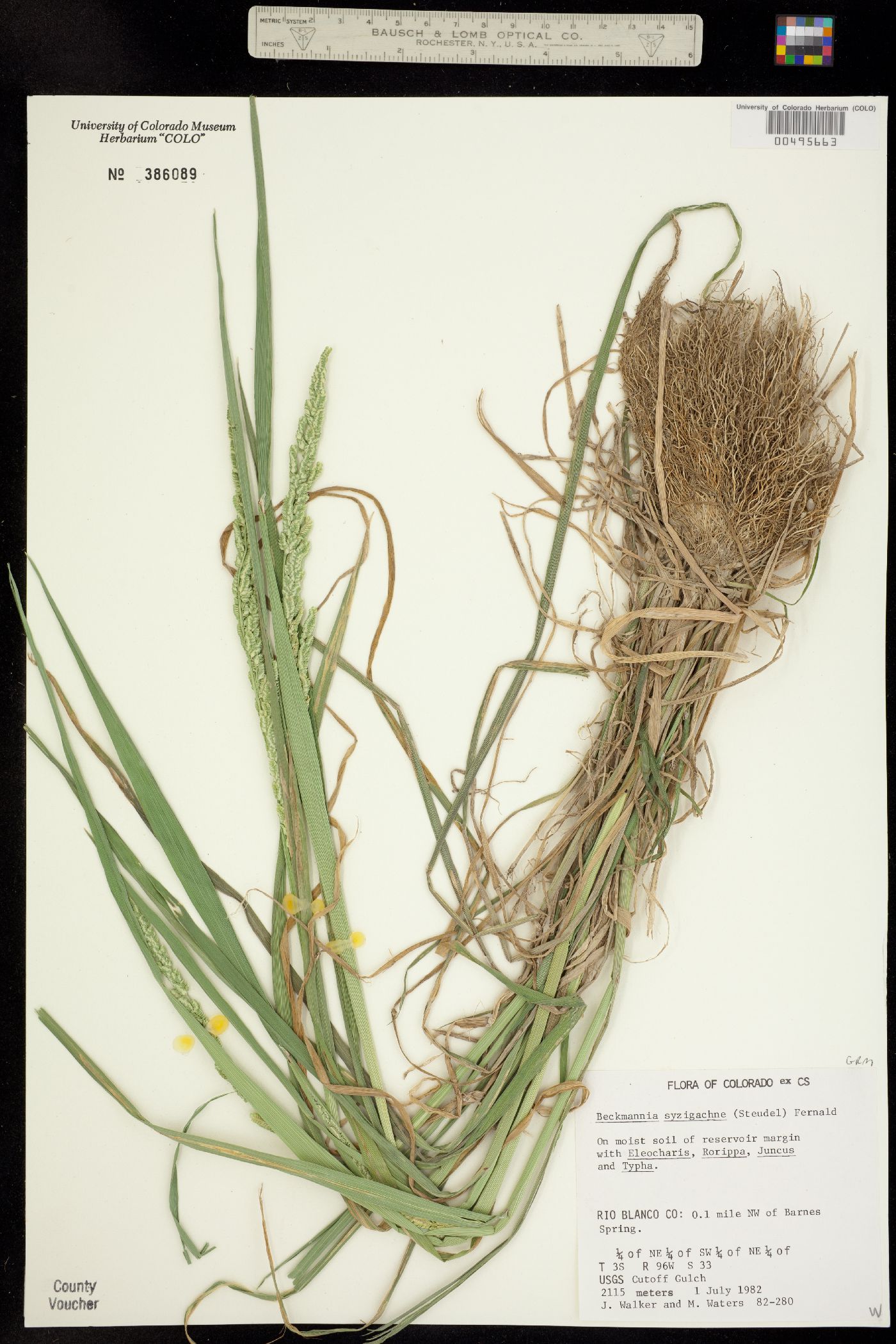 Beckmannia syzigachne image