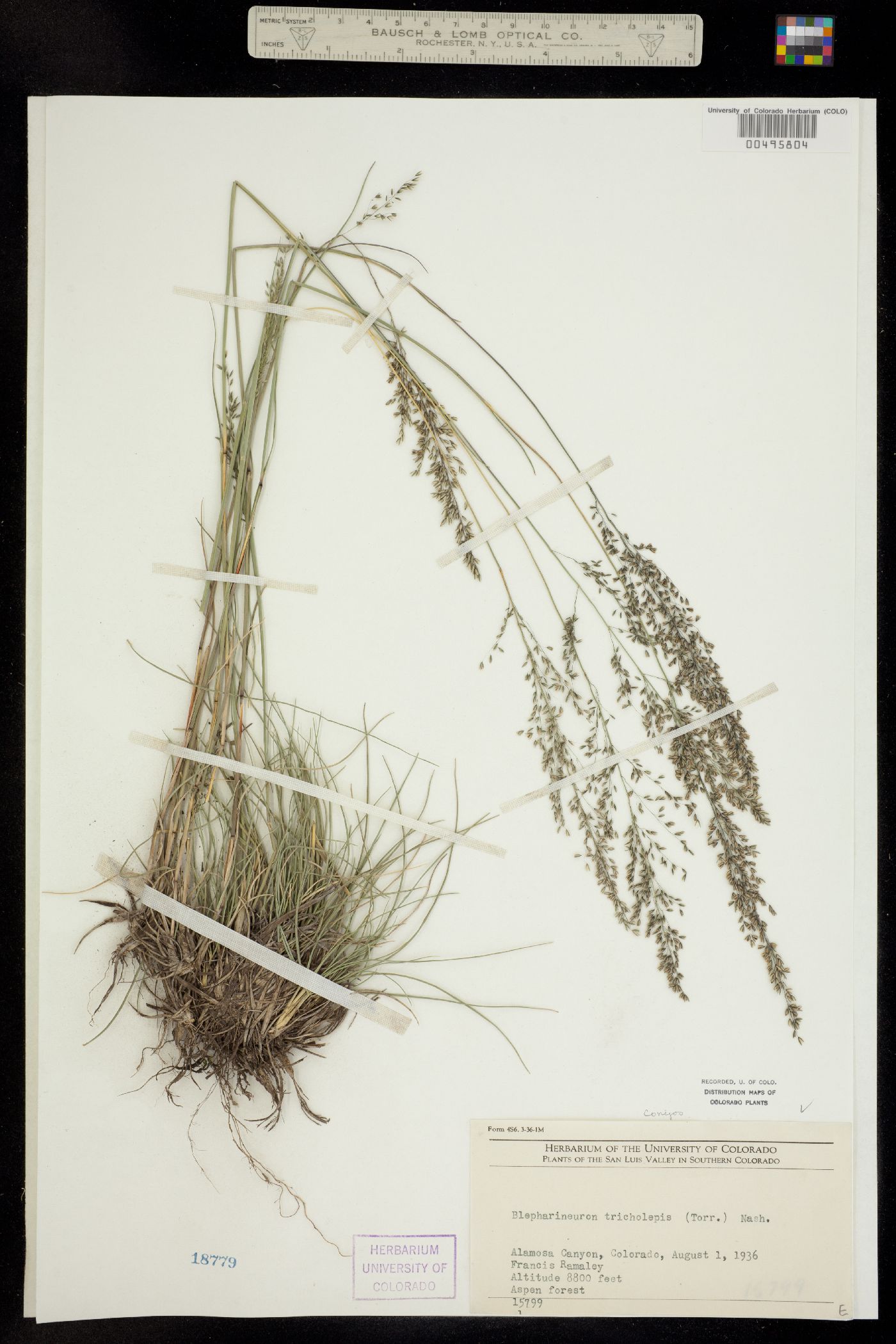 Muhlenbergia tricholepis image