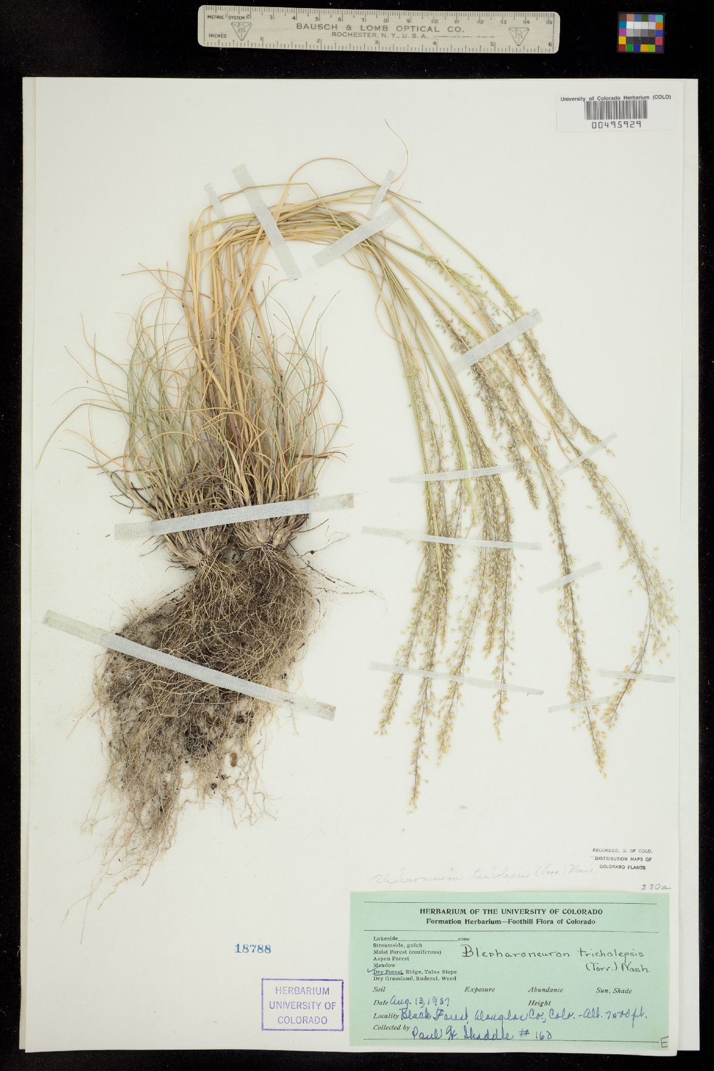 Muhlenbergia tricholepis image