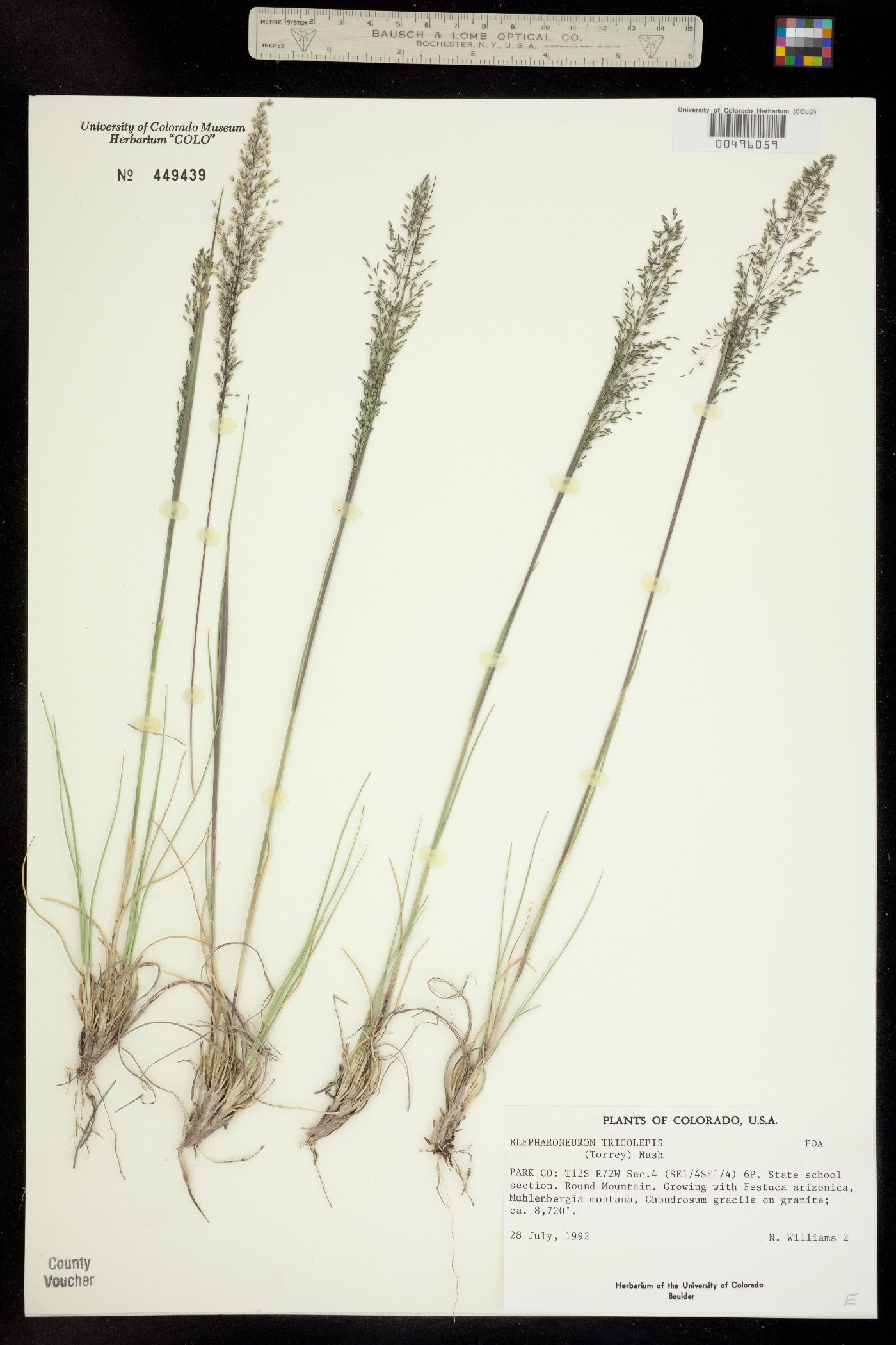 Muhlenbergia tricholepis image