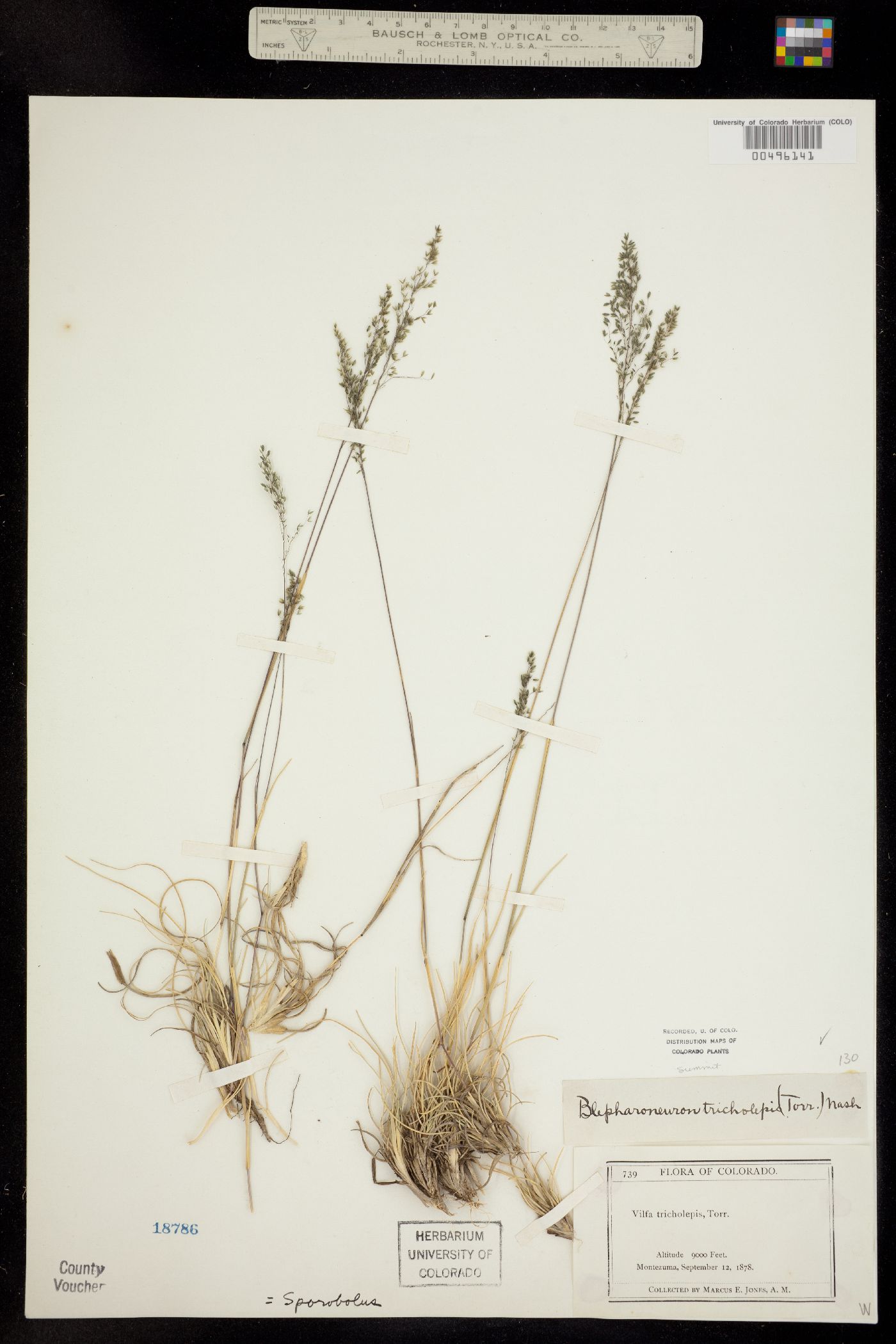 Muhlenbergia tricholepis image