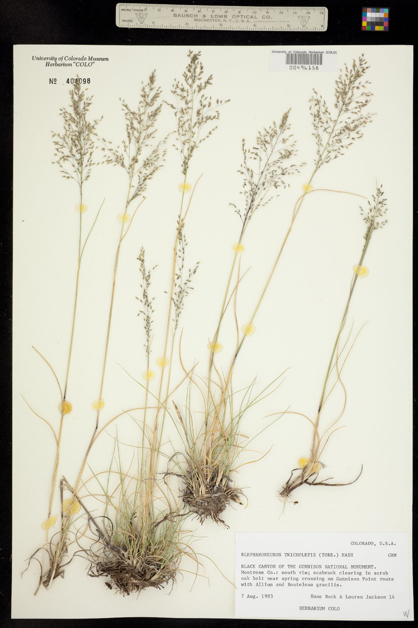 Muhlenbergia tricholepis image