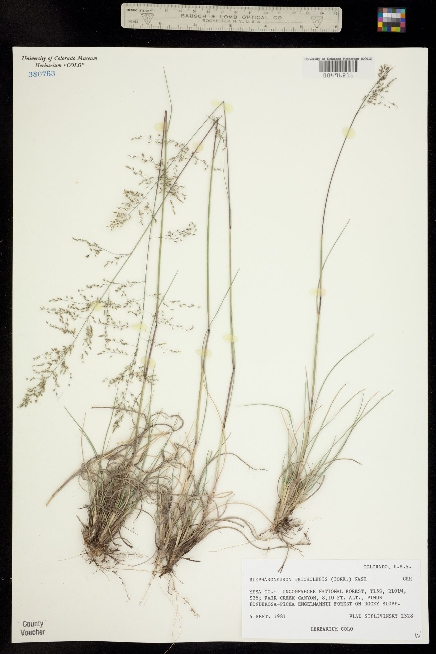 Muhlenbergia tricholepis image