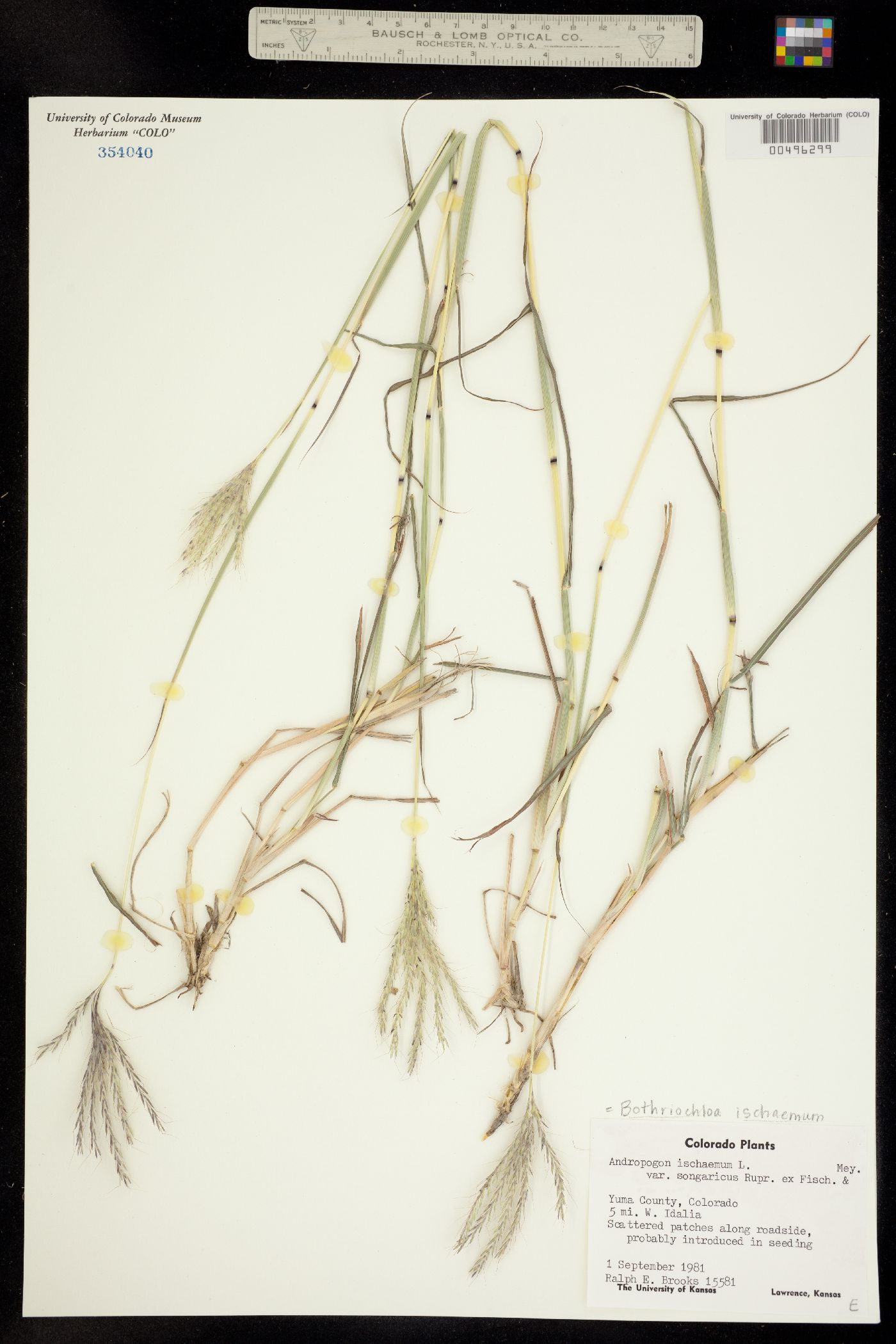 Bothriochloa ischaemum image