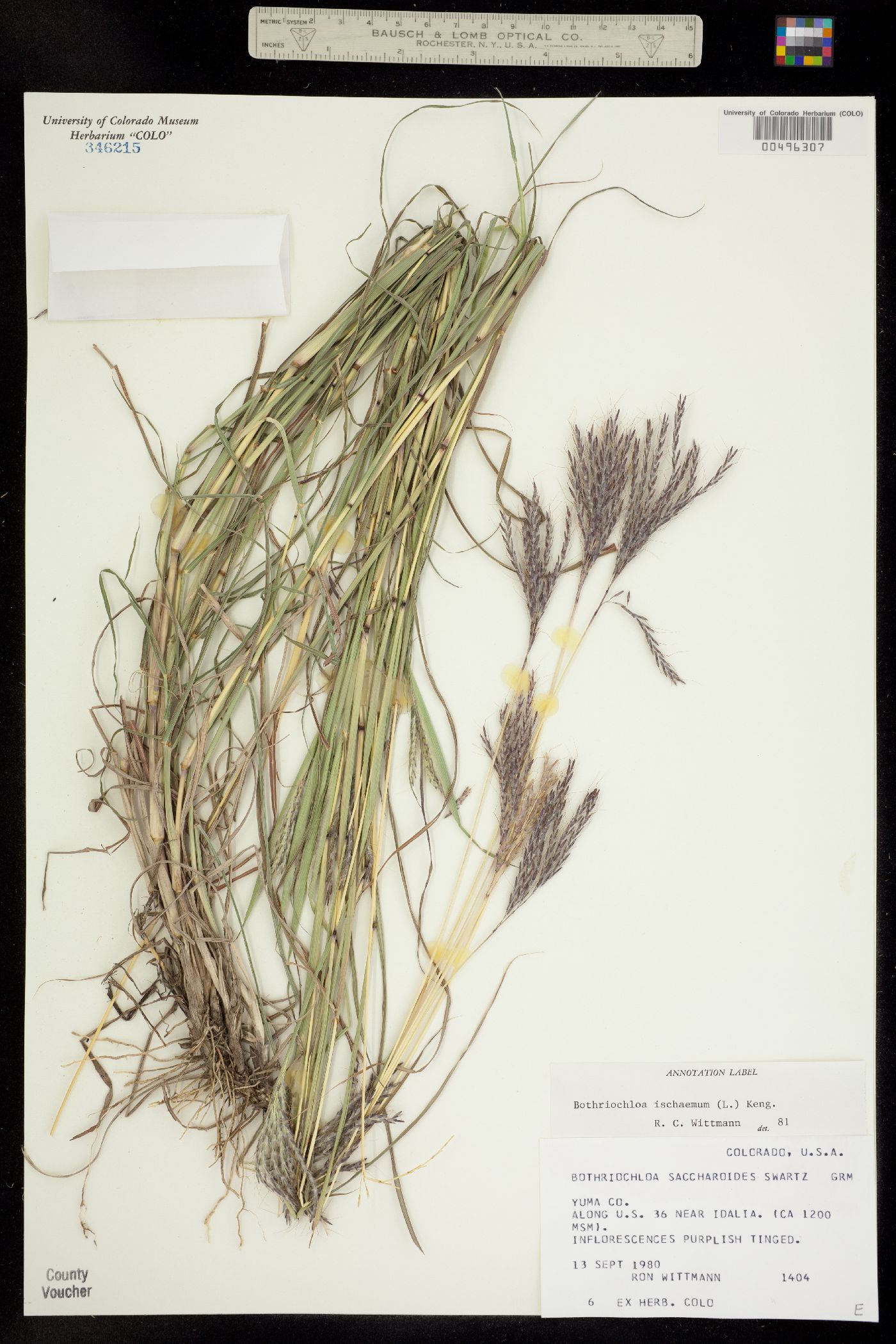 Bothriochloa ischaemum var. songarica image