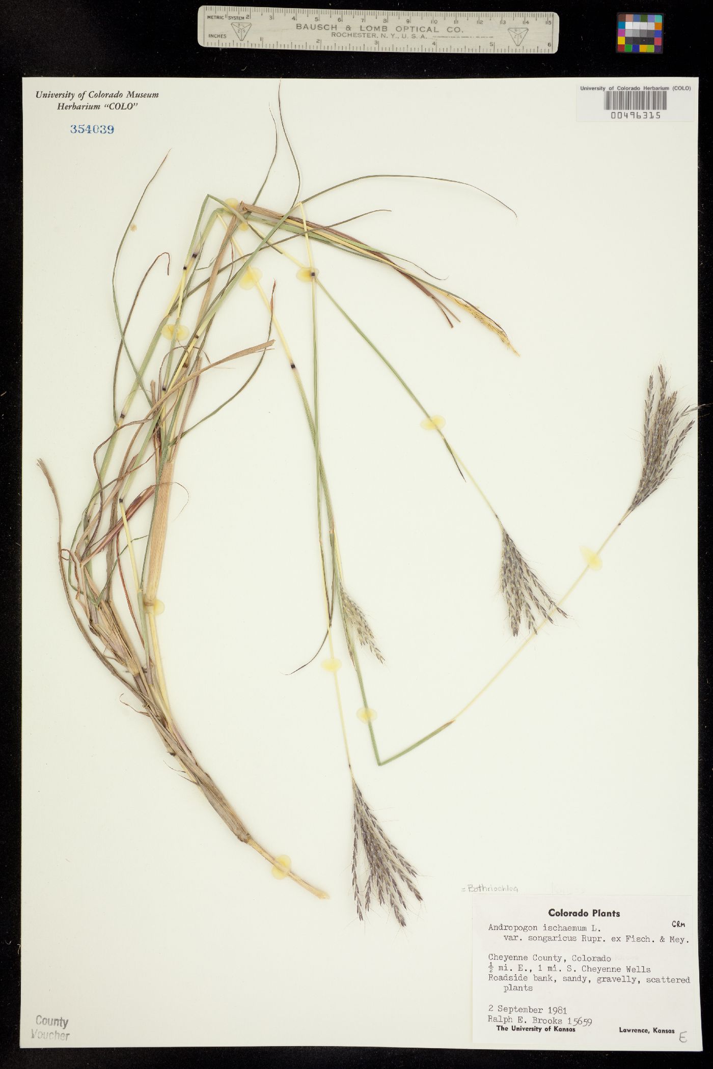 Bothriochloa ischaemum var. songarica image