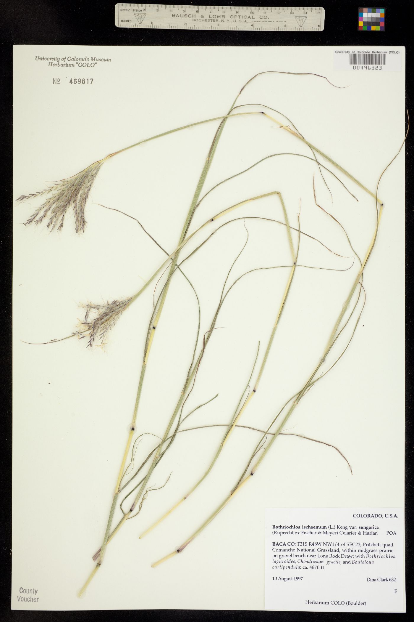 Bothriochloa ischaemum image