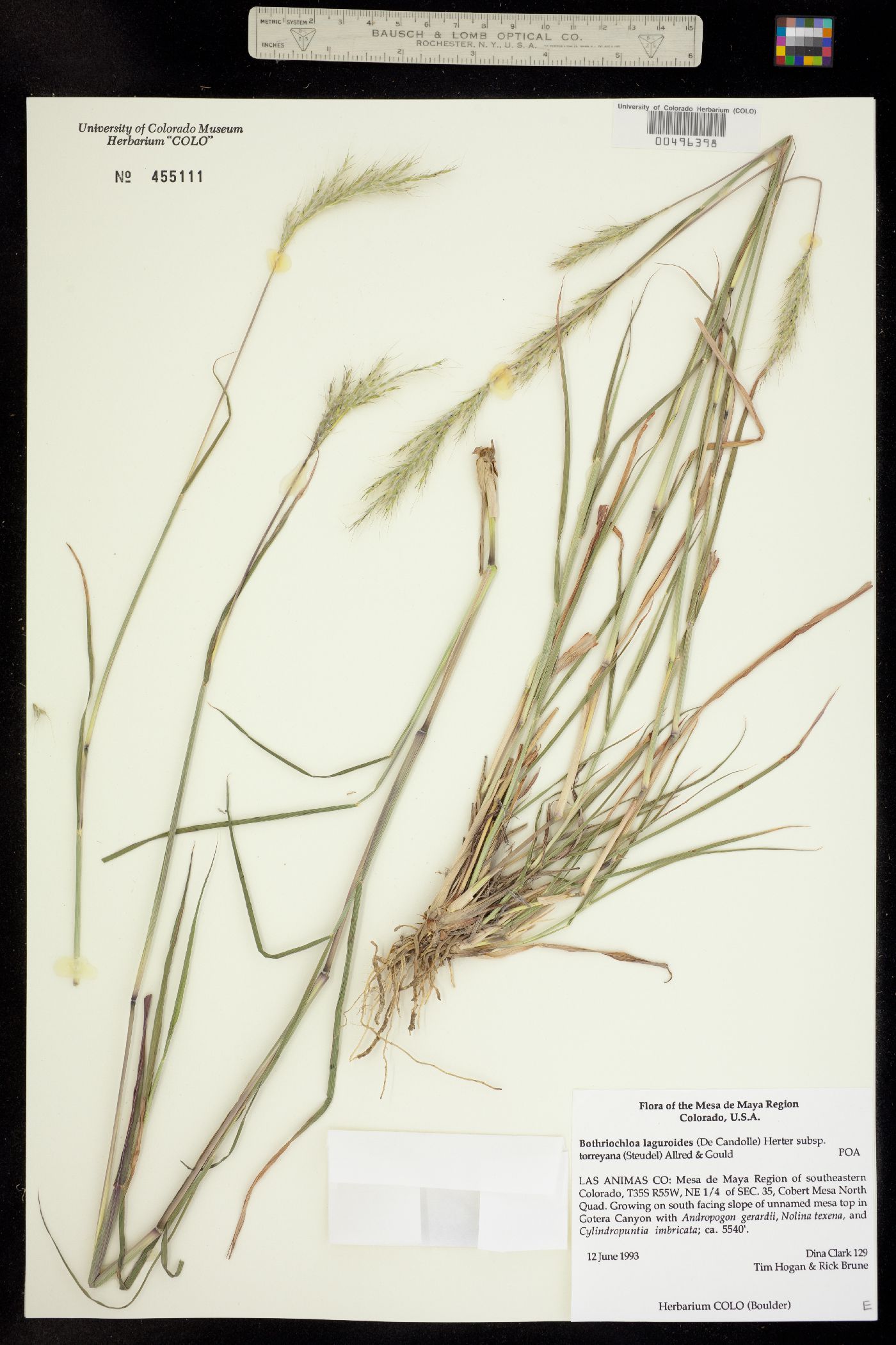 Bothriochloa laguroides var. torreyana image