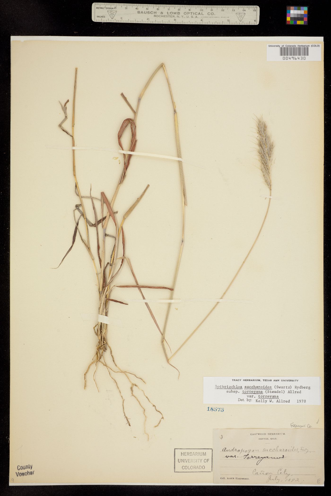 Bothriochloa laguroides image