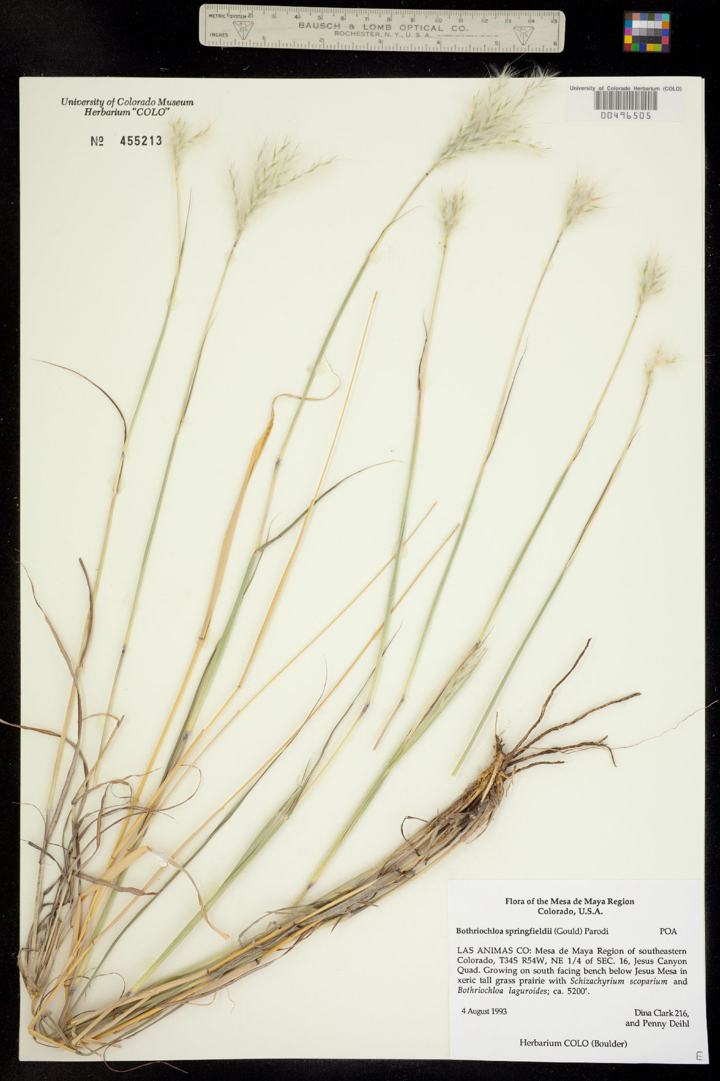 Bothriochloa springfieldii image