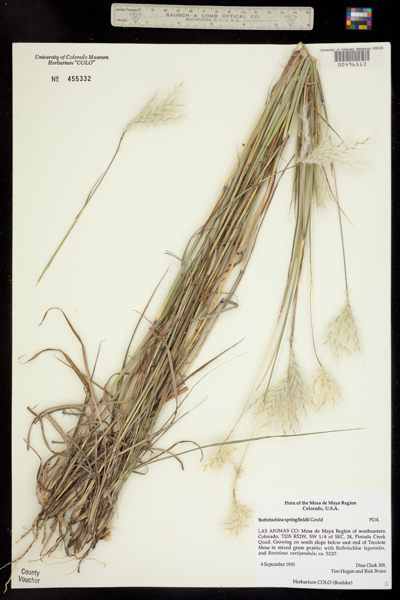 Bothriochloa springfieldii image